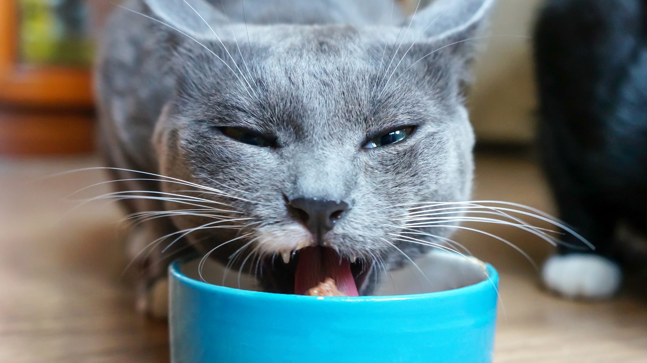 a gray cat eating from a blue bowl