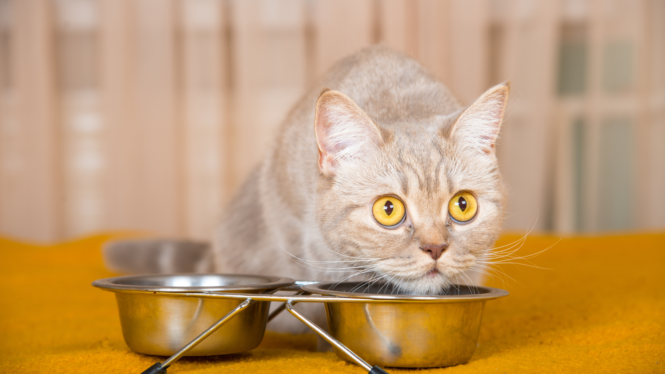 a cream colored cat eating from two stainless bowls, looking shocked