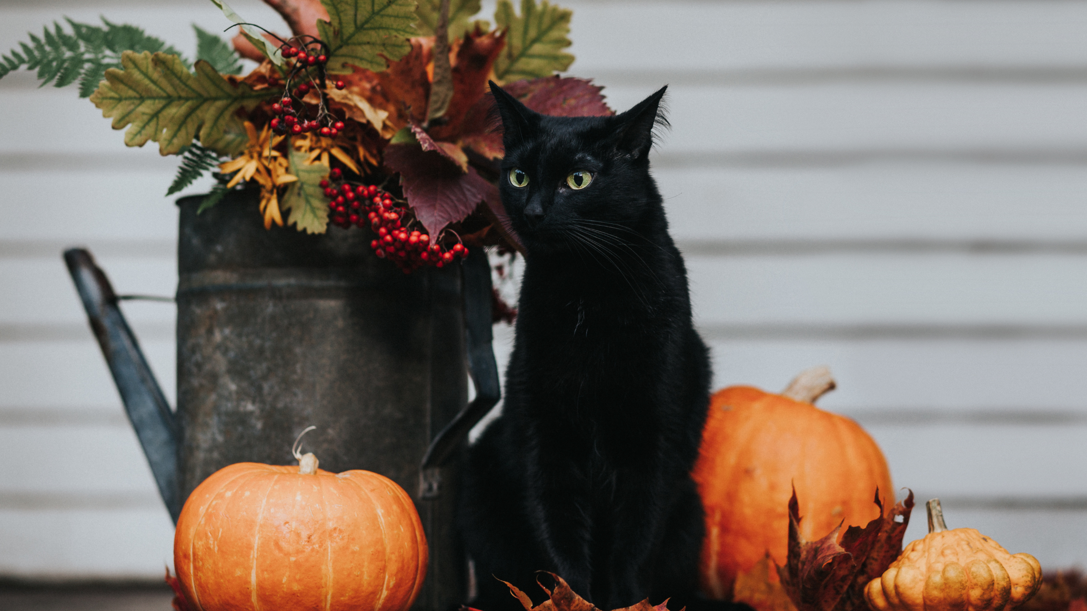 The truth is, black cats are no more likely to be hurt around Halloween.