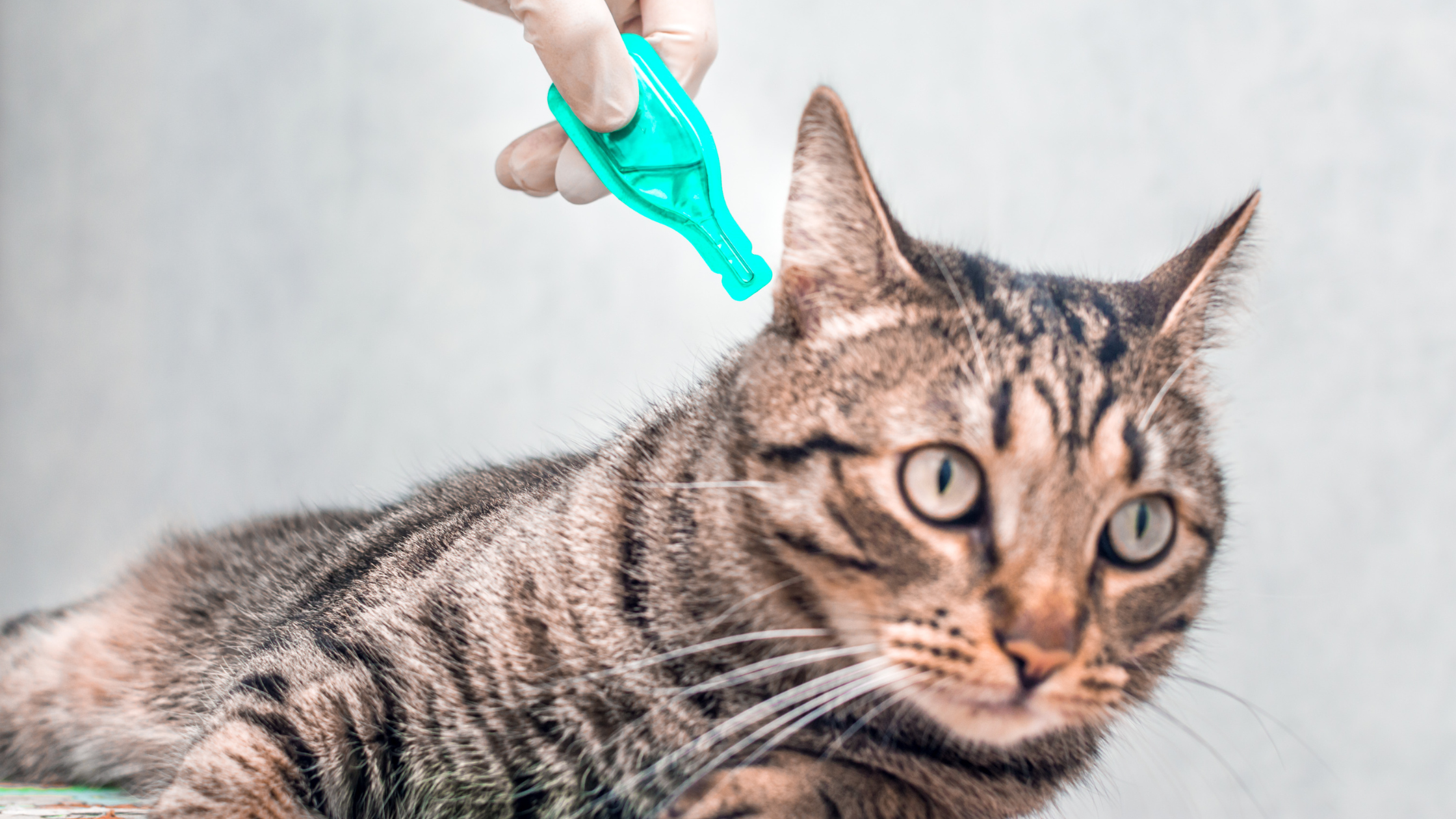 Keep your cat tick-free