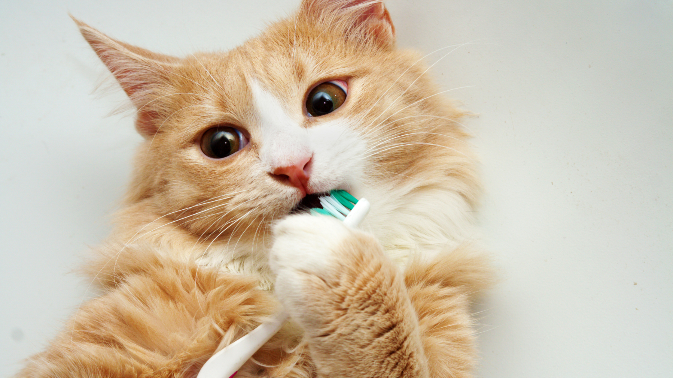a cream long haired cat holding a toothbrush to its mouth