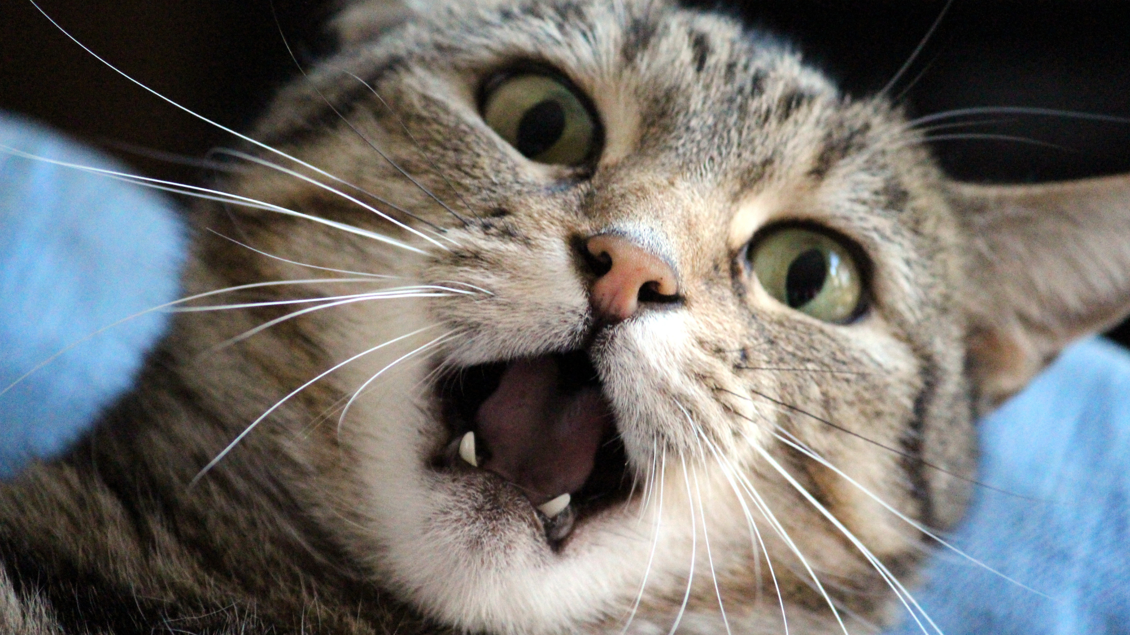 a close up of a tabby cat's face with its mouth open as if saying aaah