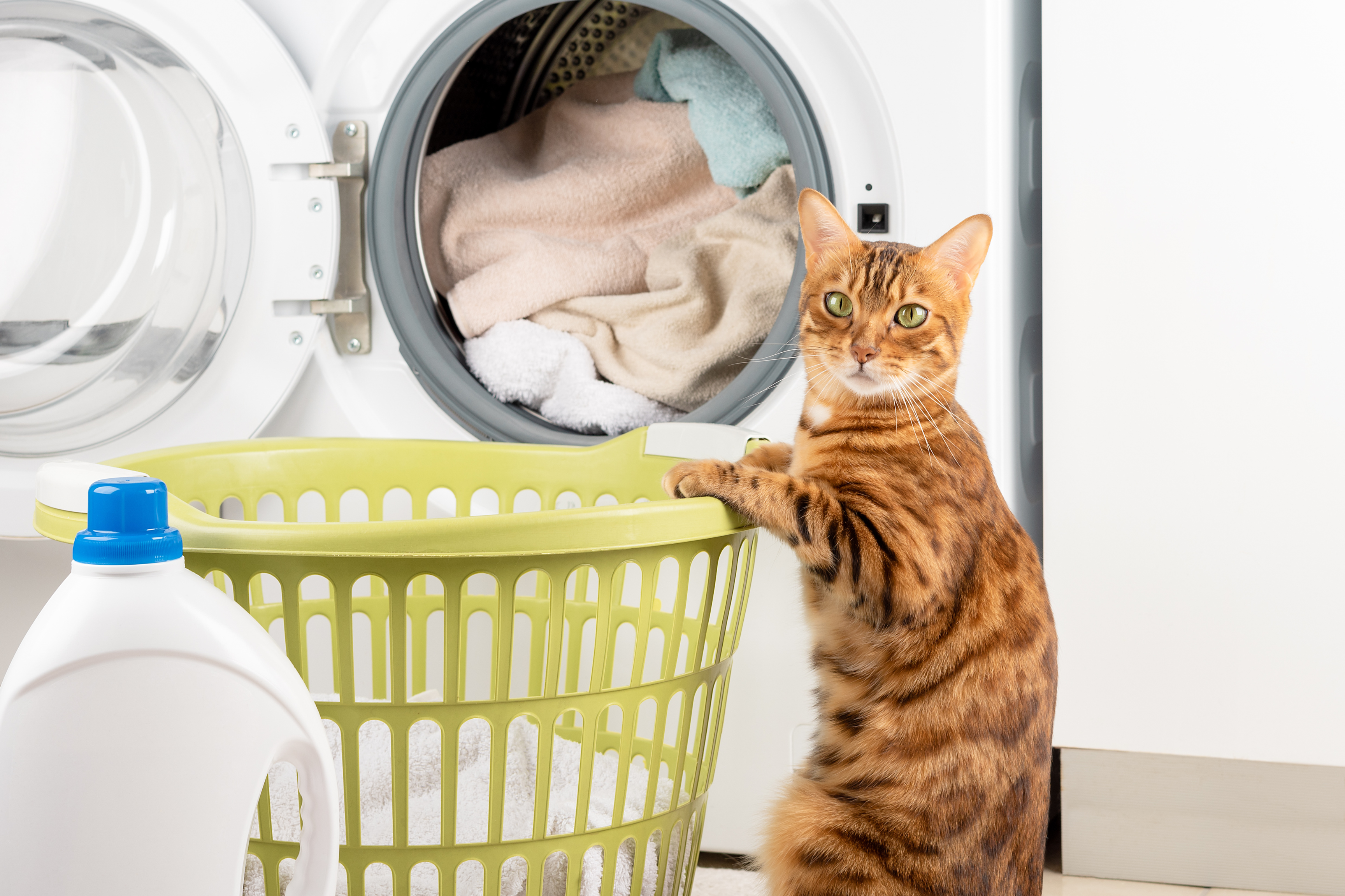Last words about spring cleaning tips for cat owners