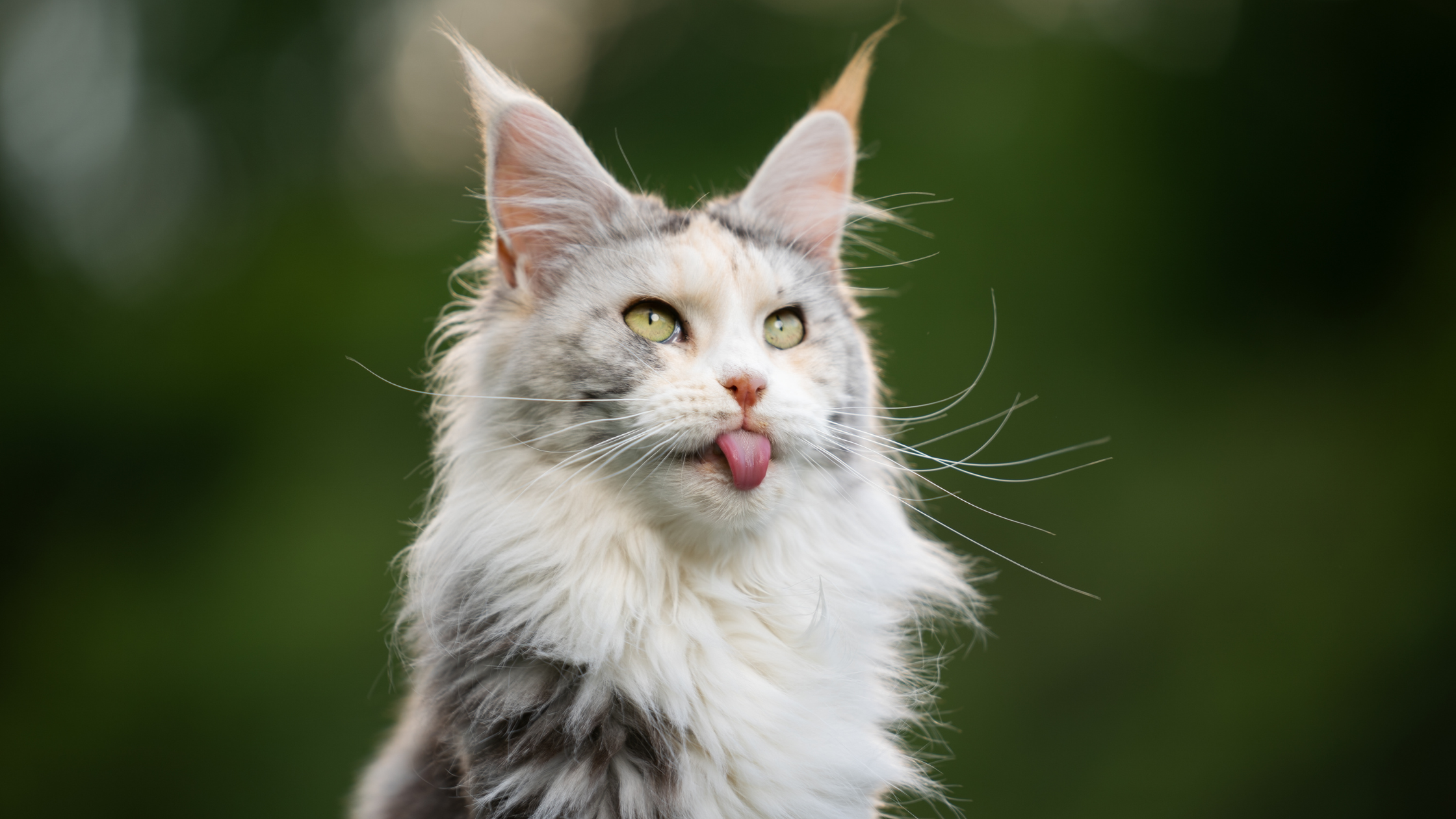 Maine Coon