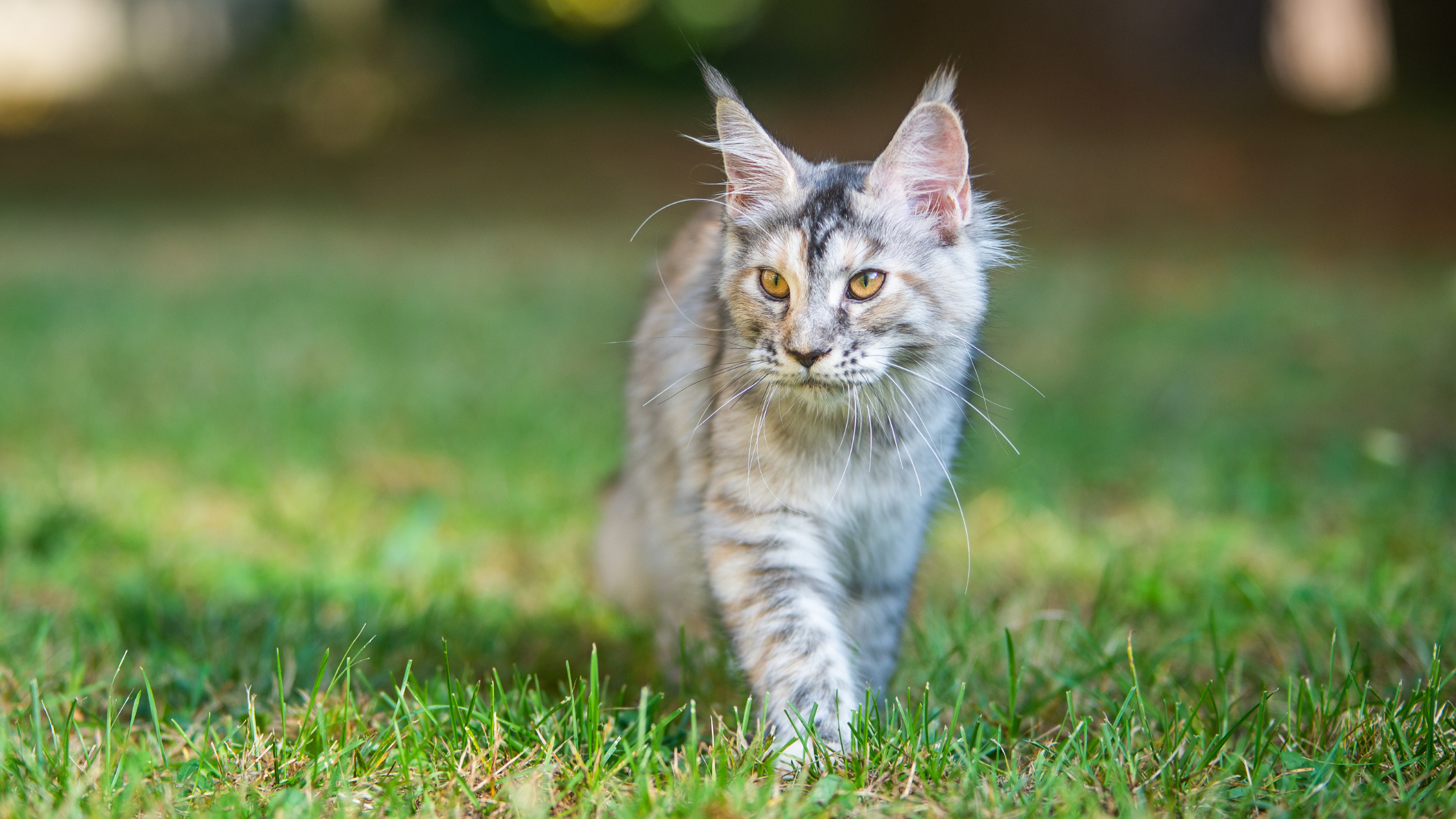 main coon cat