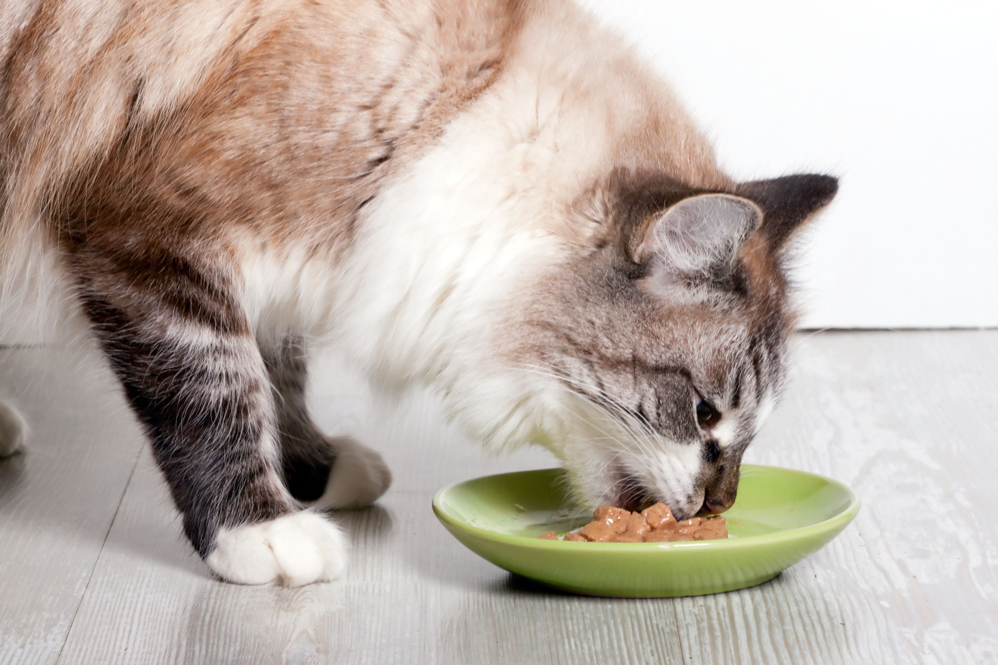 Maintaining a Healthy Diet for Your Cat During Seasonal Changes