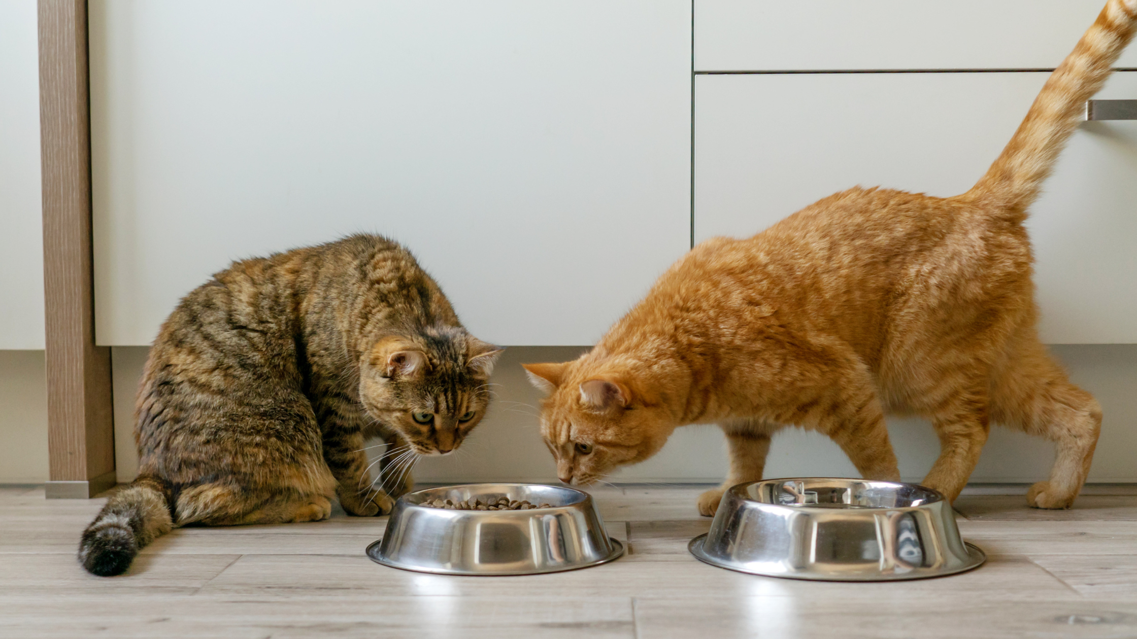 two cats with two stainless feeding bowls