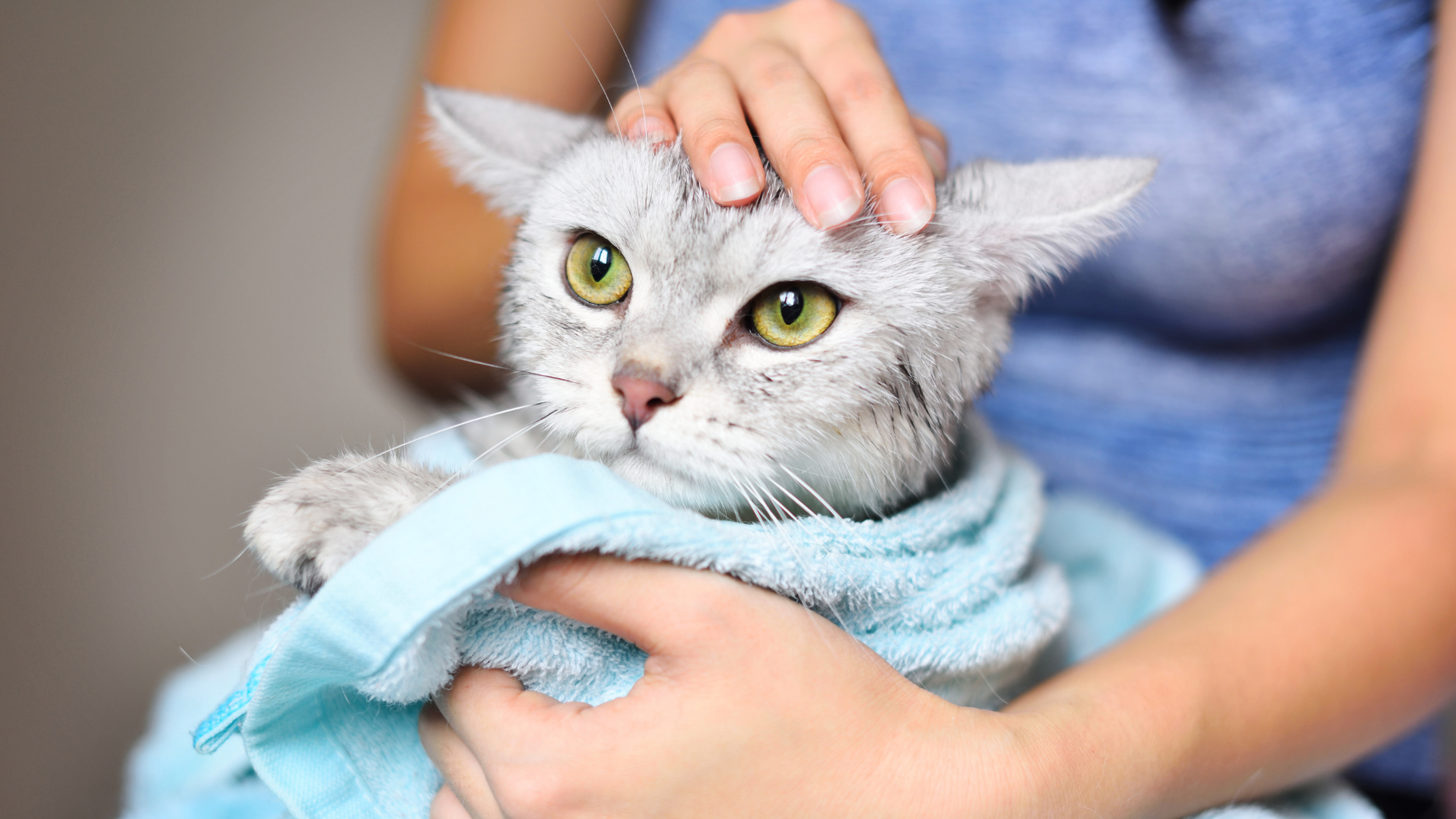 woman drying a gray cat with blue towel