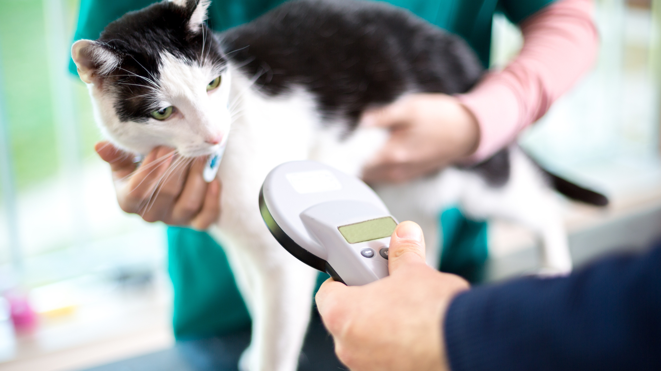 Microchip Your Cats