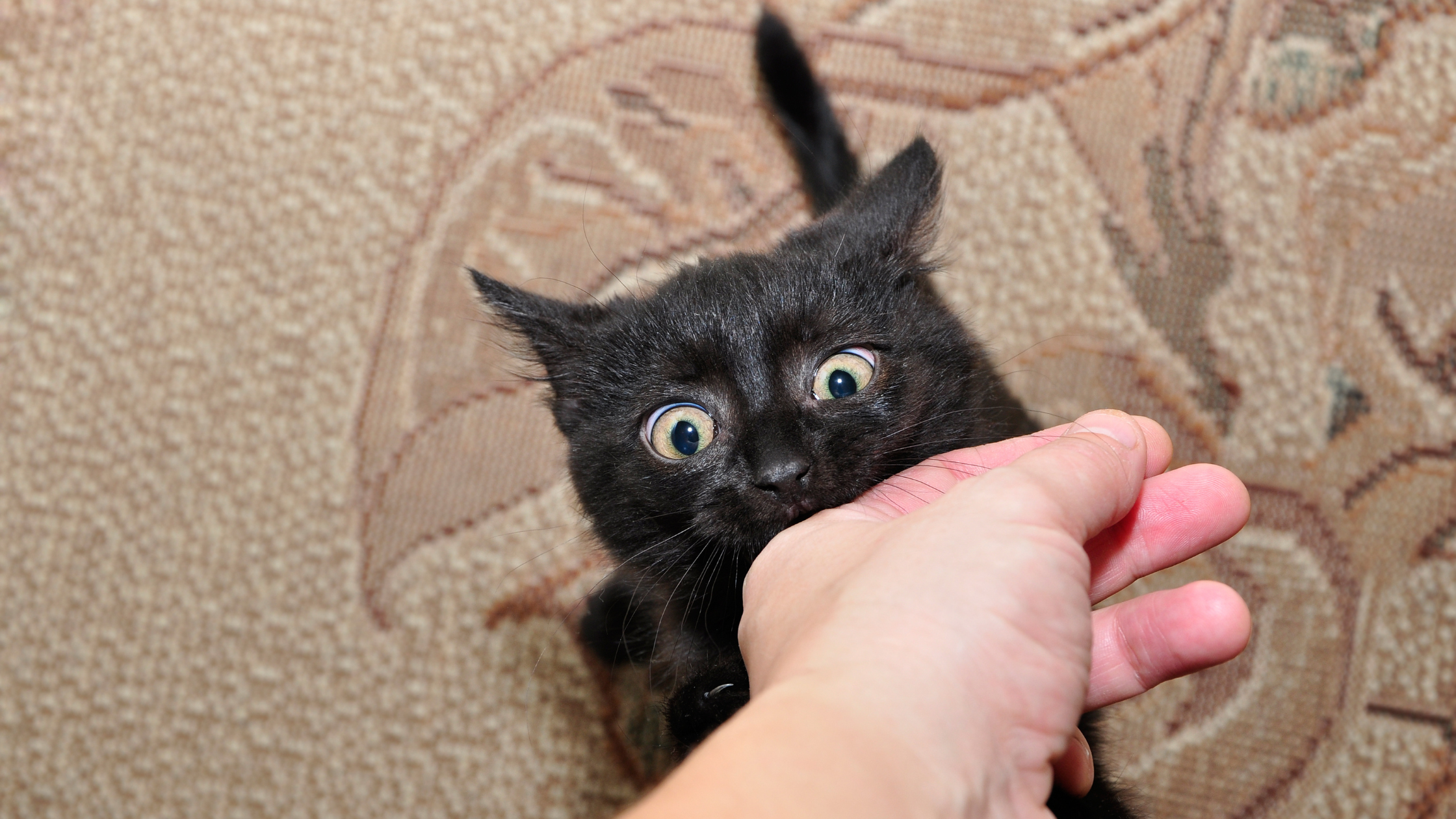 К чему снится кошка кусает за руку. Кот кусает руку. Кусачий котенок. Черный кот кусает руку. Черная кошка кусает руку.