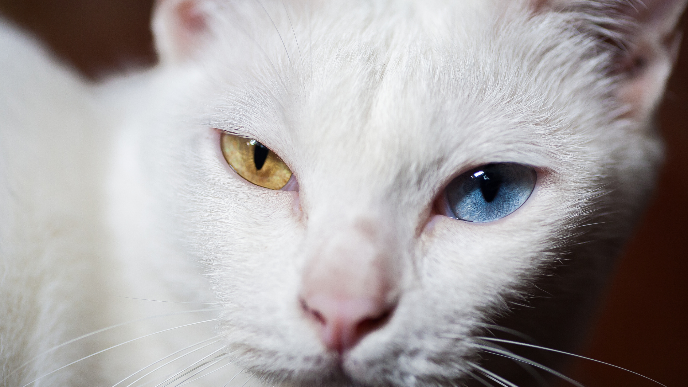 odd color cat eyes