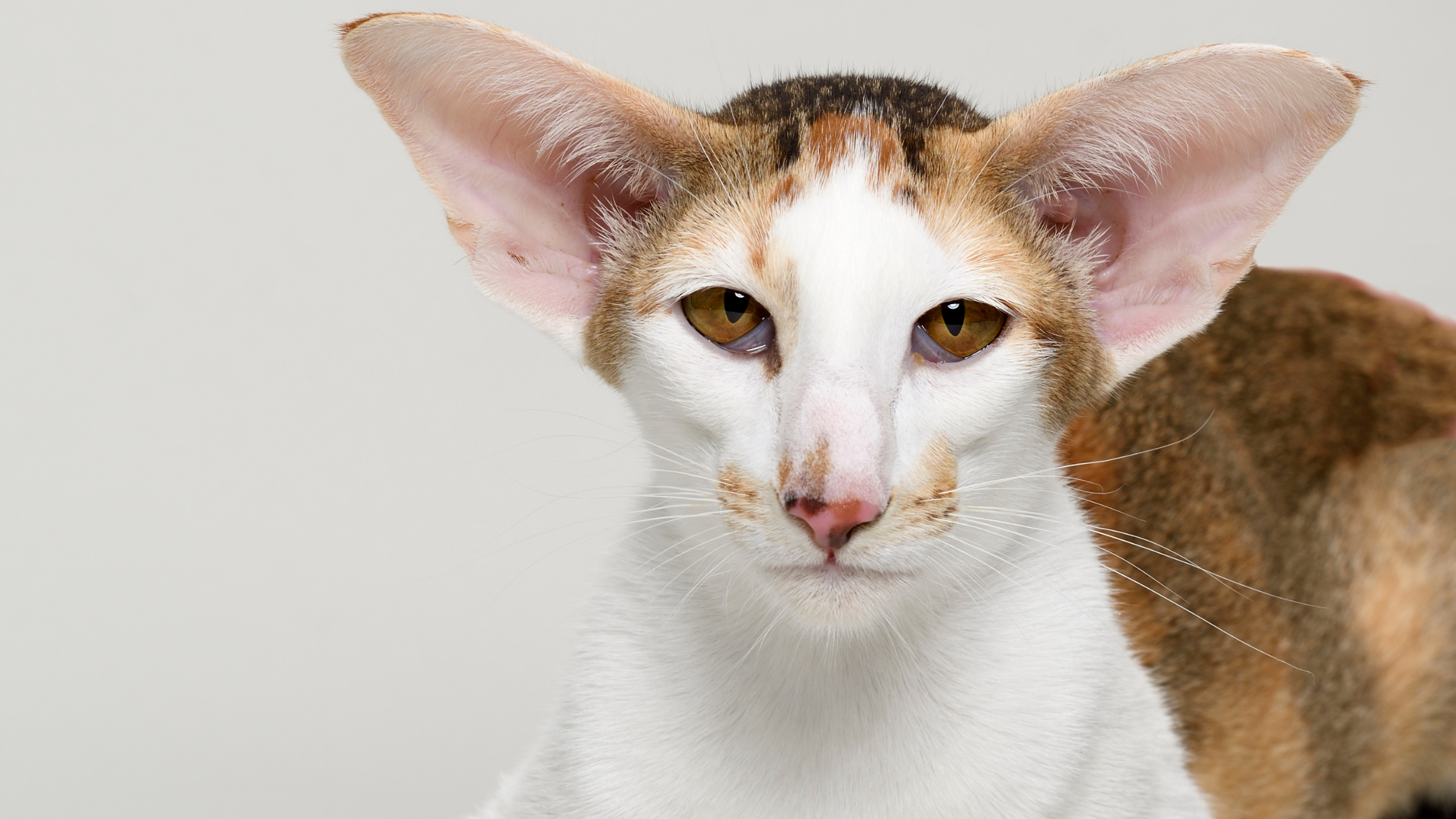 Oriental Shorthair