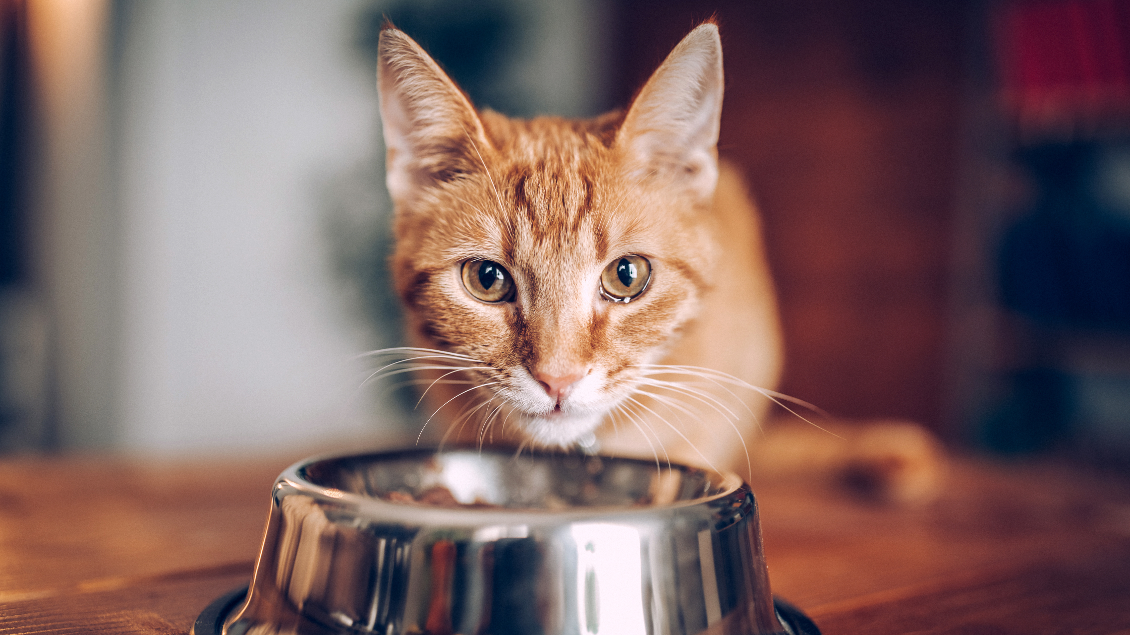 Overview of Cats' Diet and Health Requirements