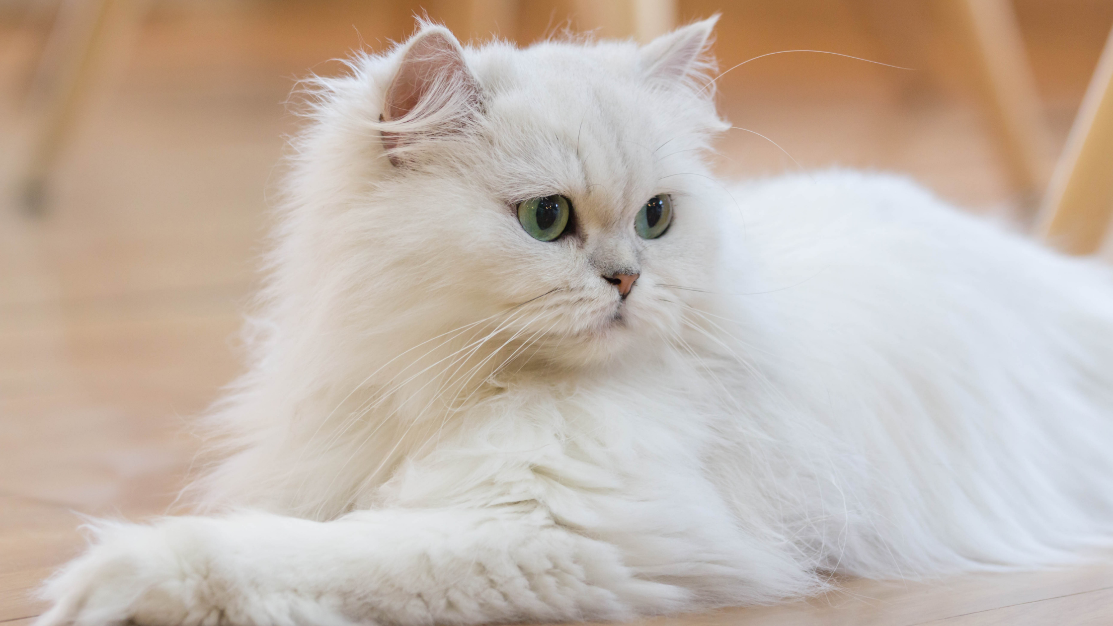 Persian Cats Have a Mystical Origin