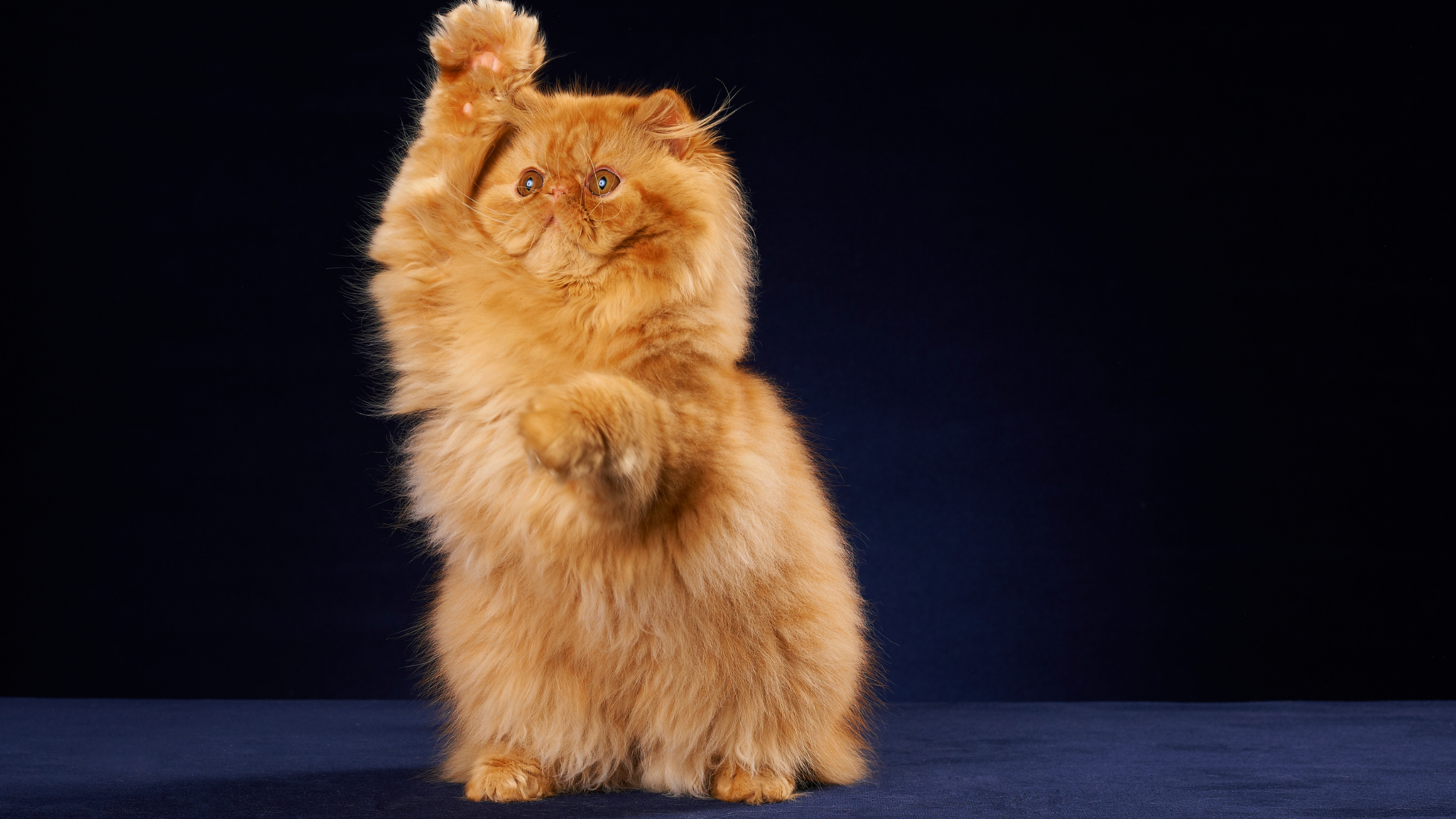 Persians Have Unbelievably Thick Coats