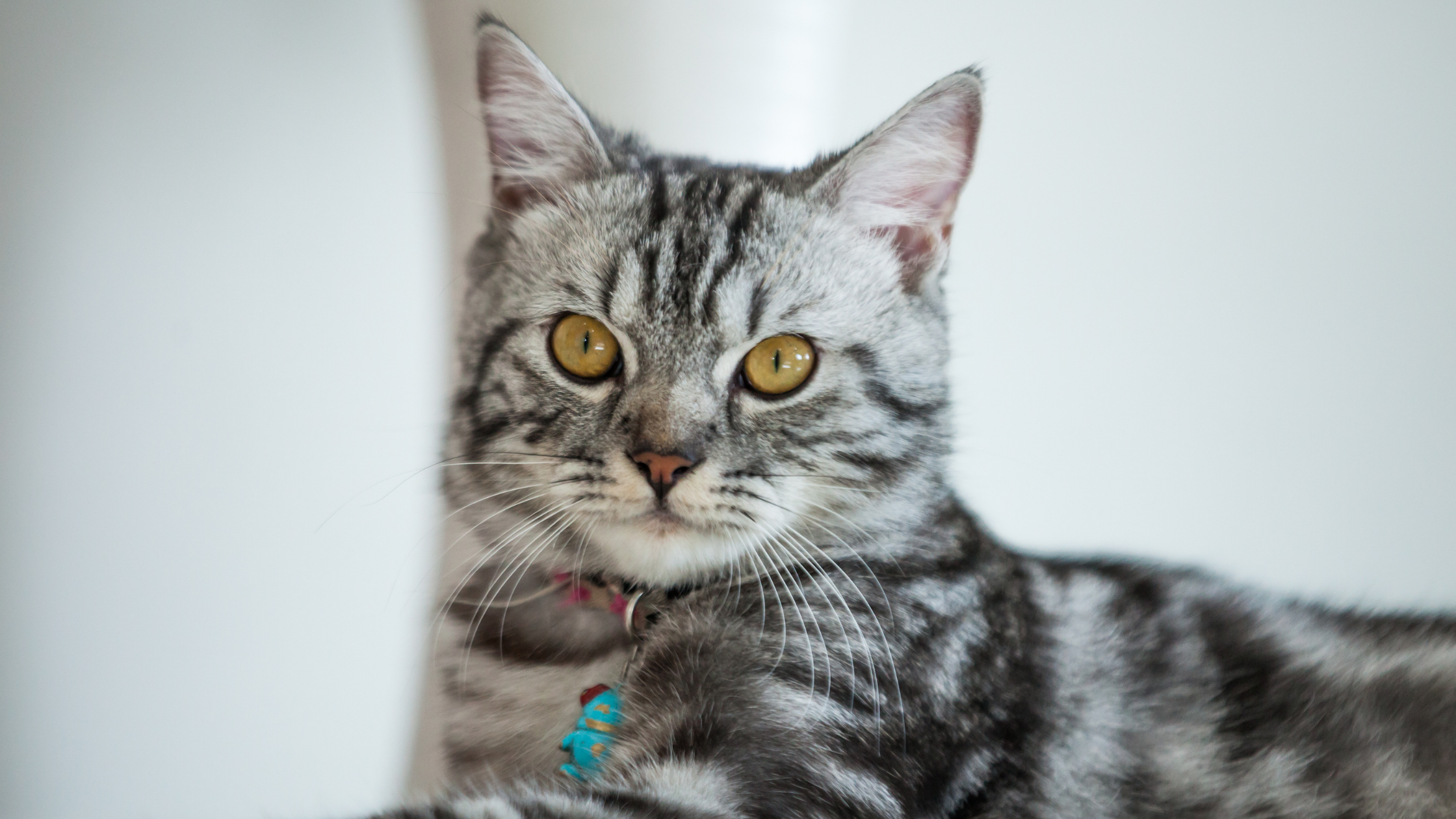 silver tabby cat with blue collar against a wall