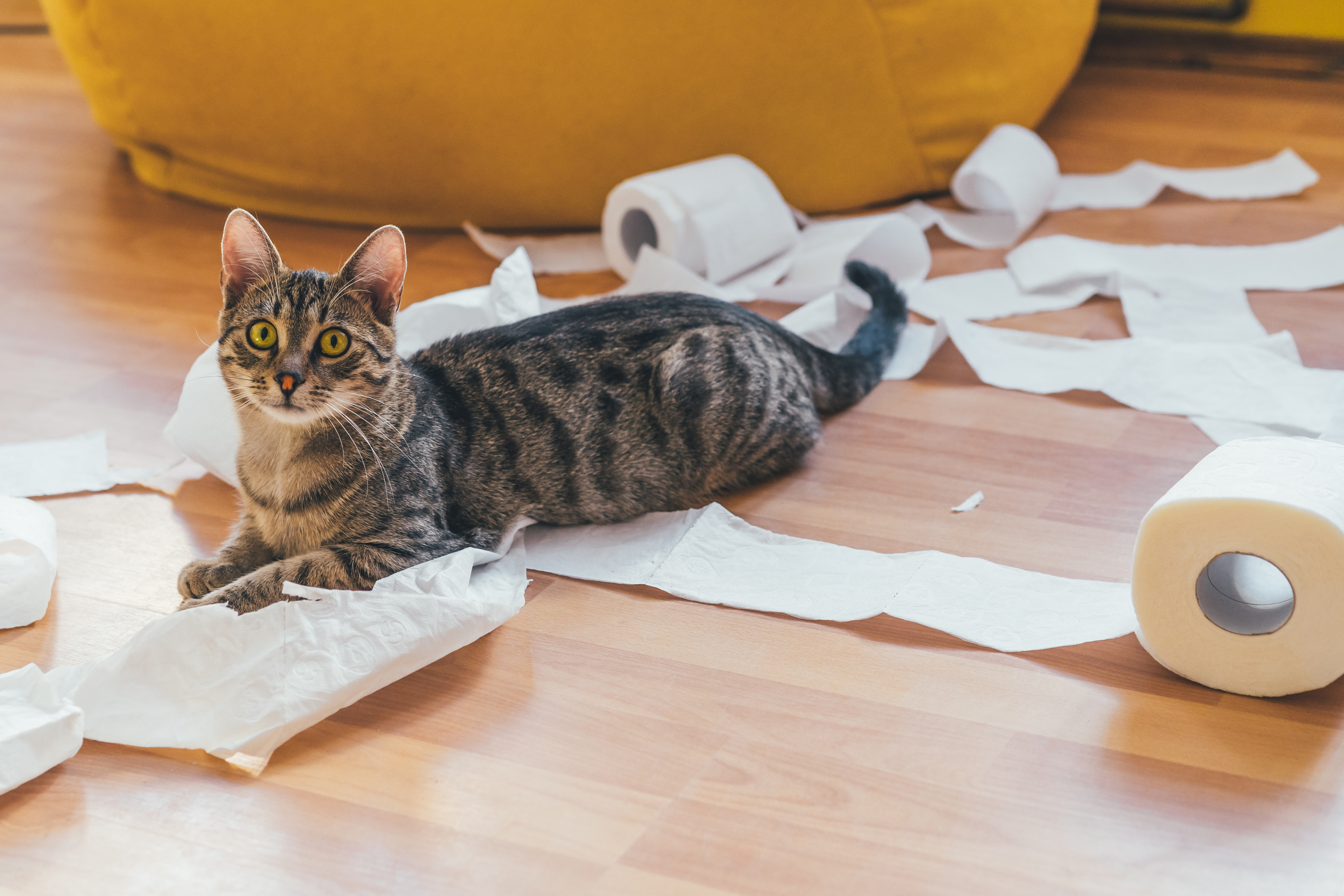 cat playing with tissue rolls