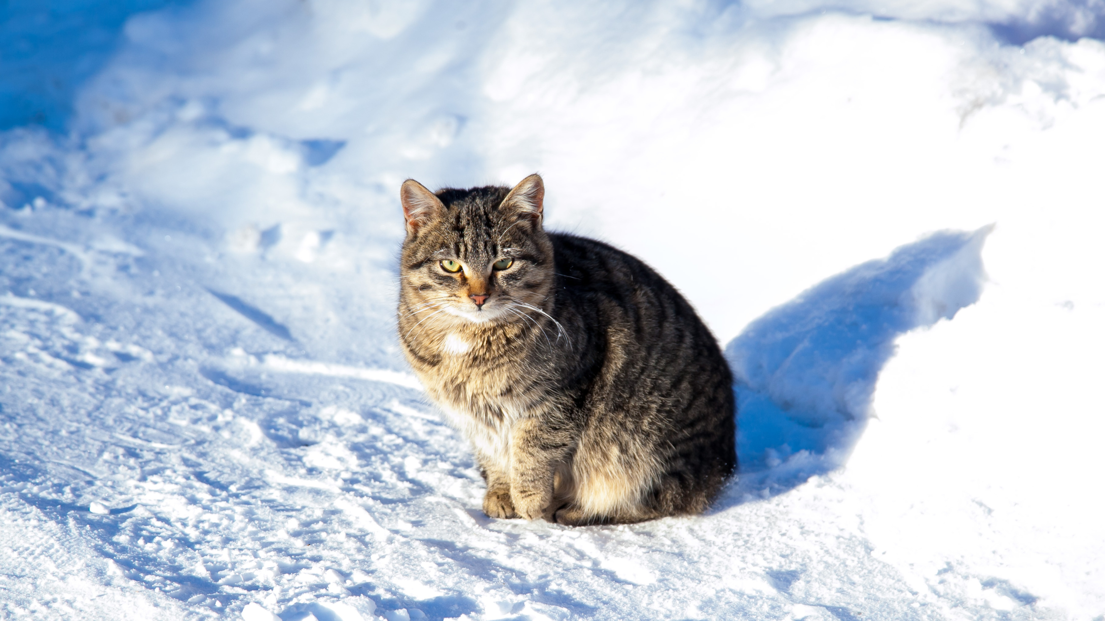 a lone cat in the middle of a snowy ground