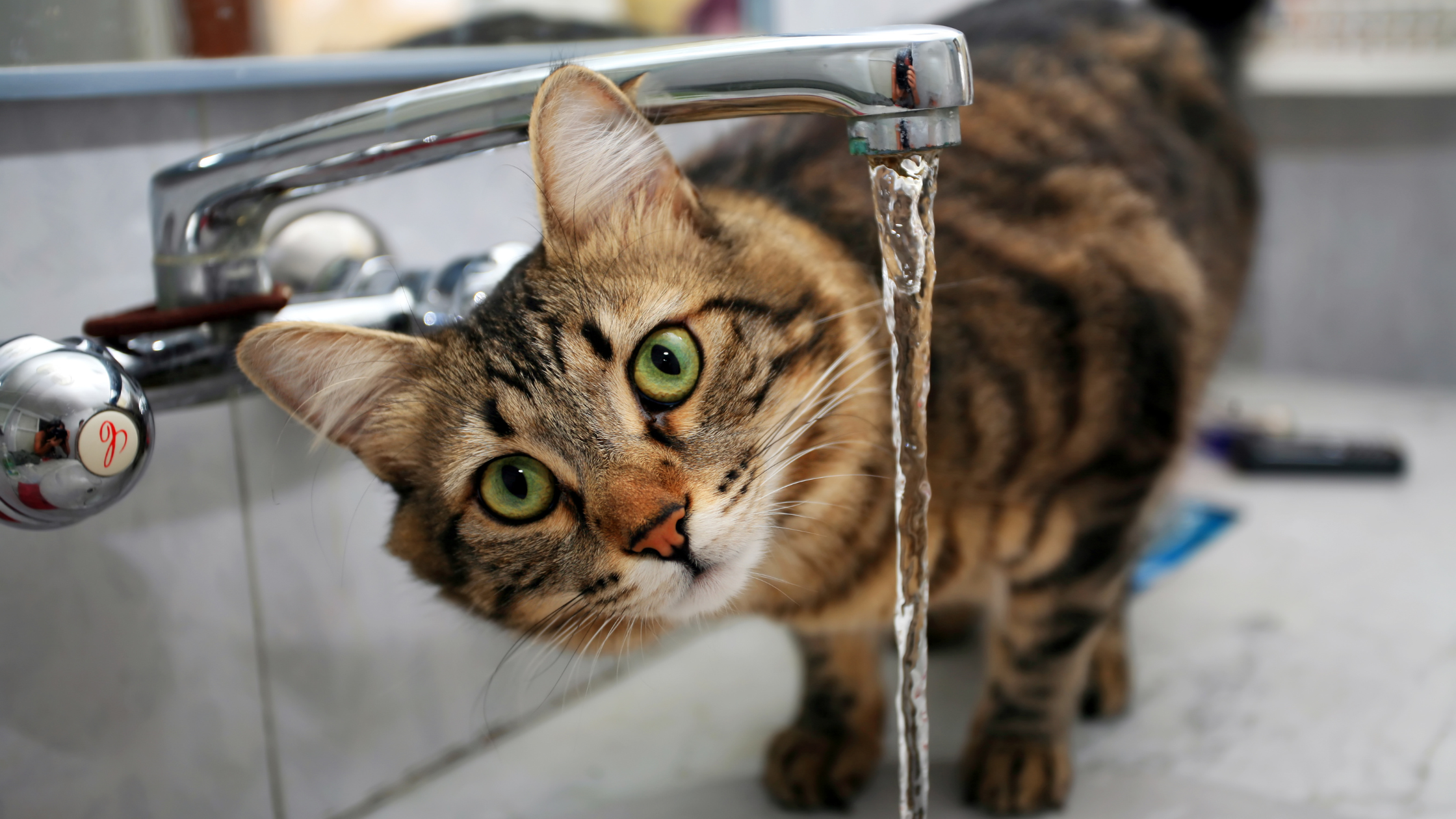 a cat looking at the camera with a faucet beside it 