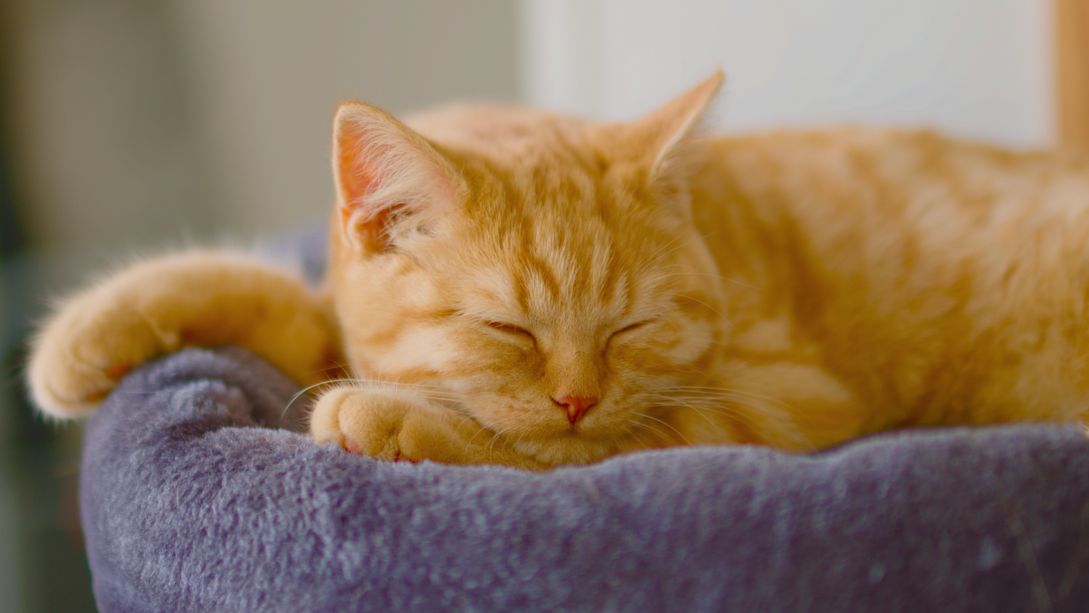 ginger cat sleeping on a cat tree