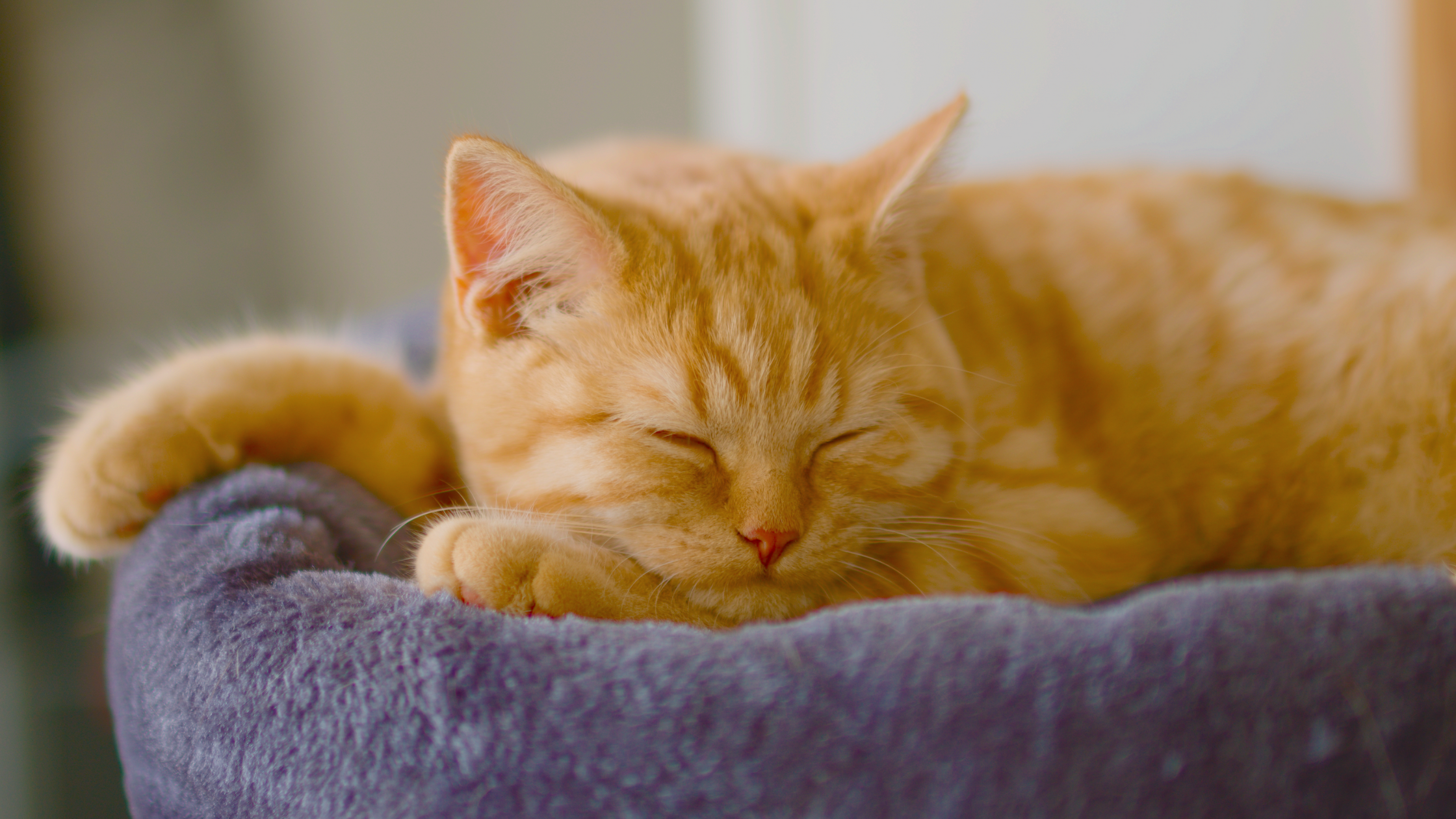 Gato pelirrojo durmiendo en un árbol para gatos