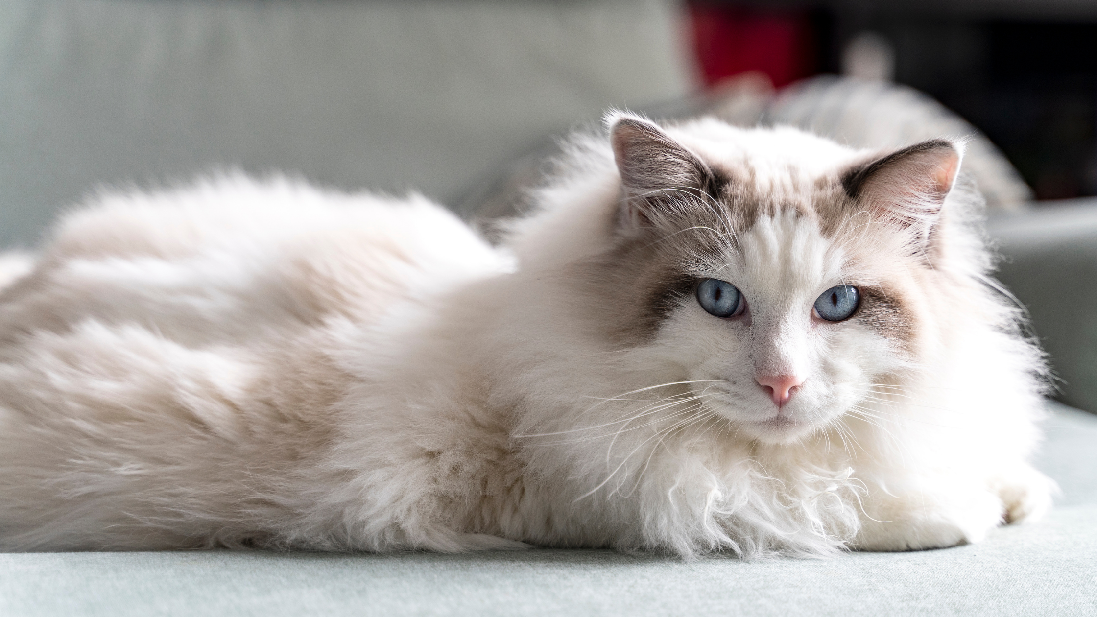 ragdoll cat