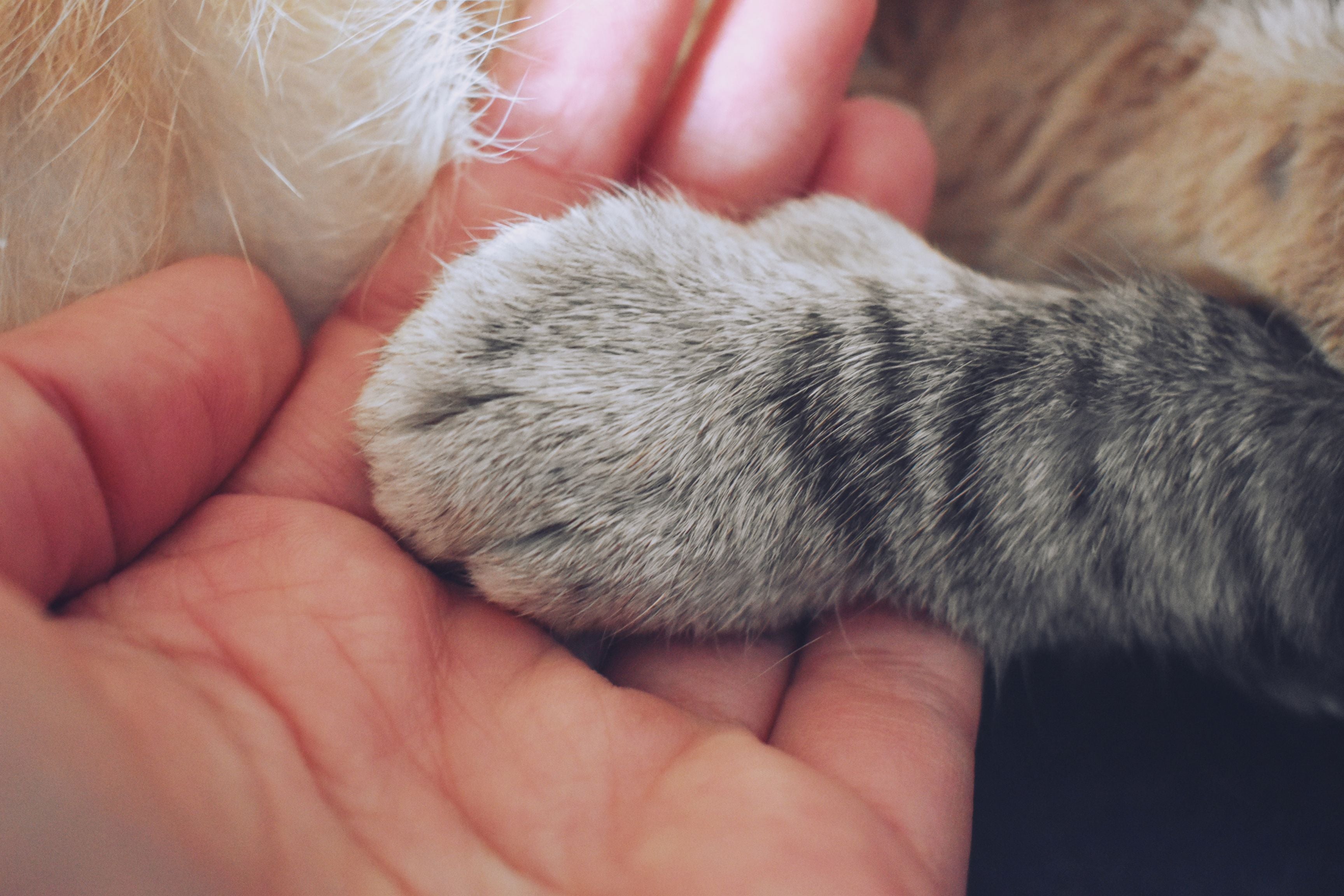 Reducing Your Cat's Carbon Pawprint