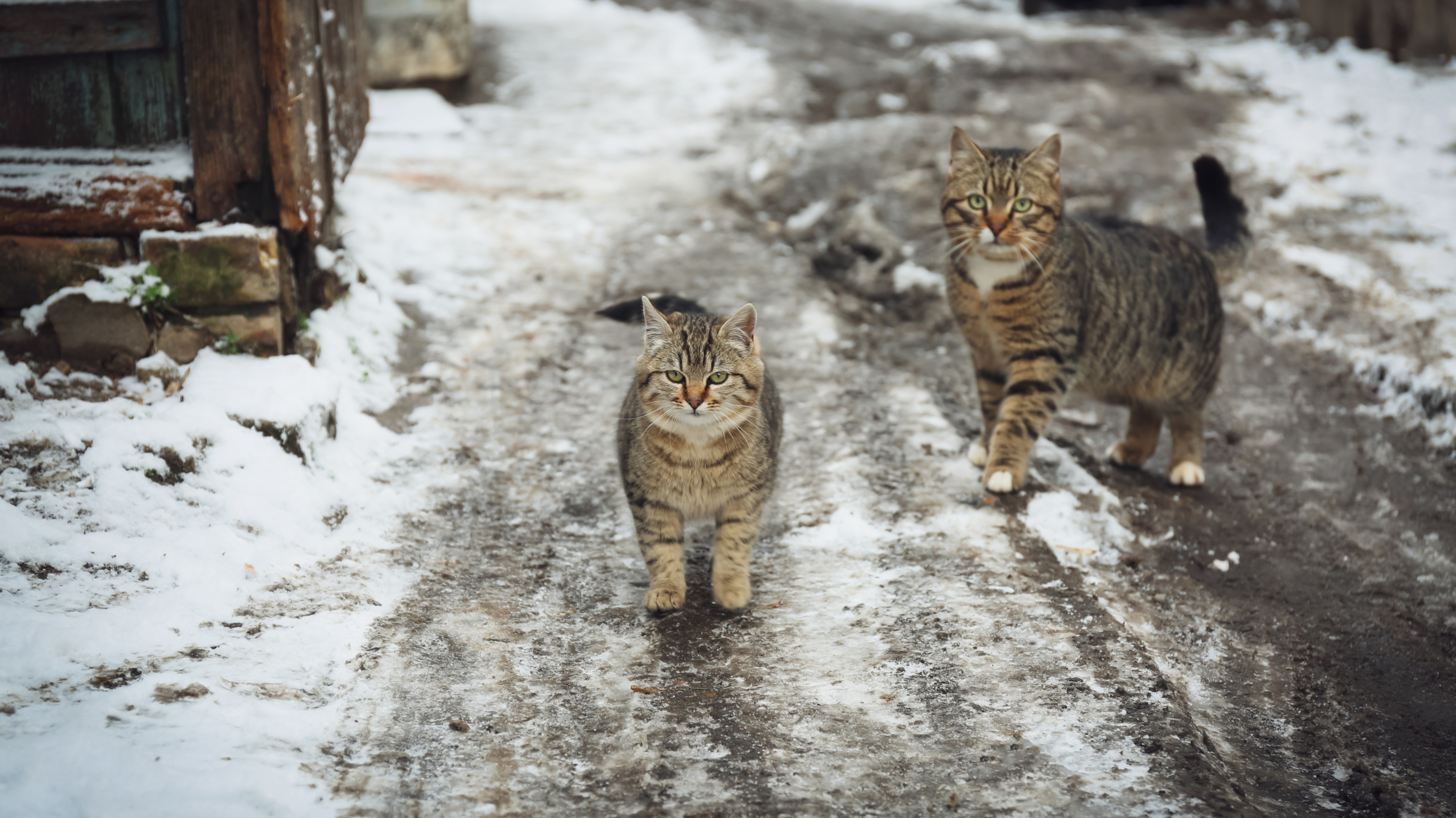two stray cats in a snowy road