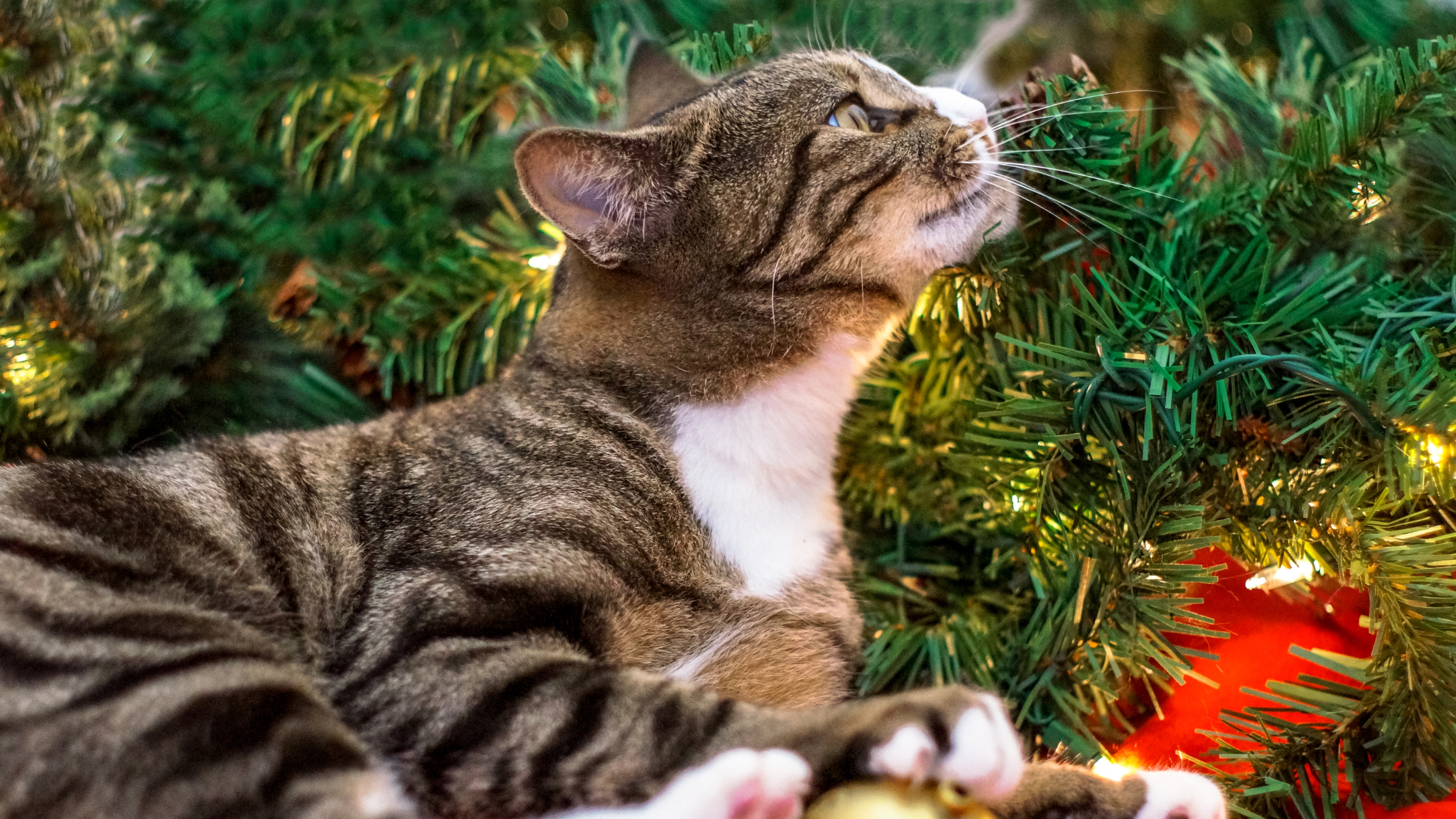 cat smelling a christmas tree