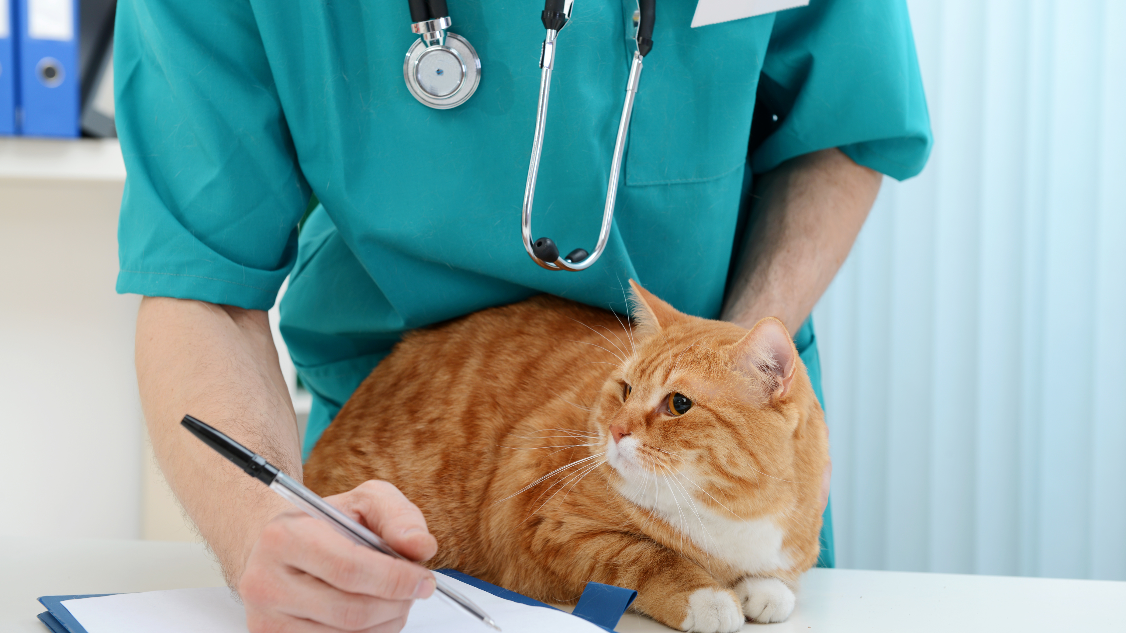 a vet holding down an orange cat in the vet clinic