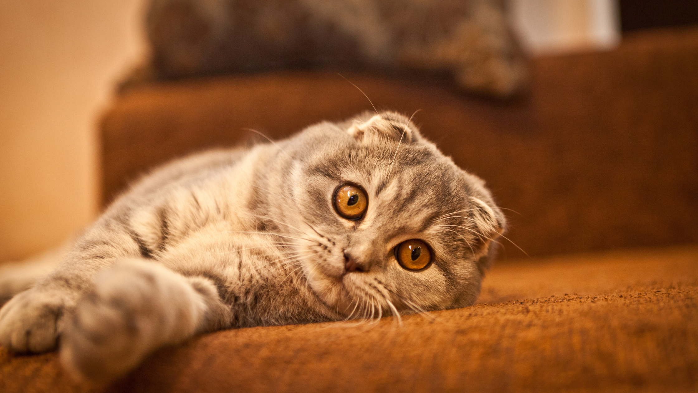 Scottish Fold