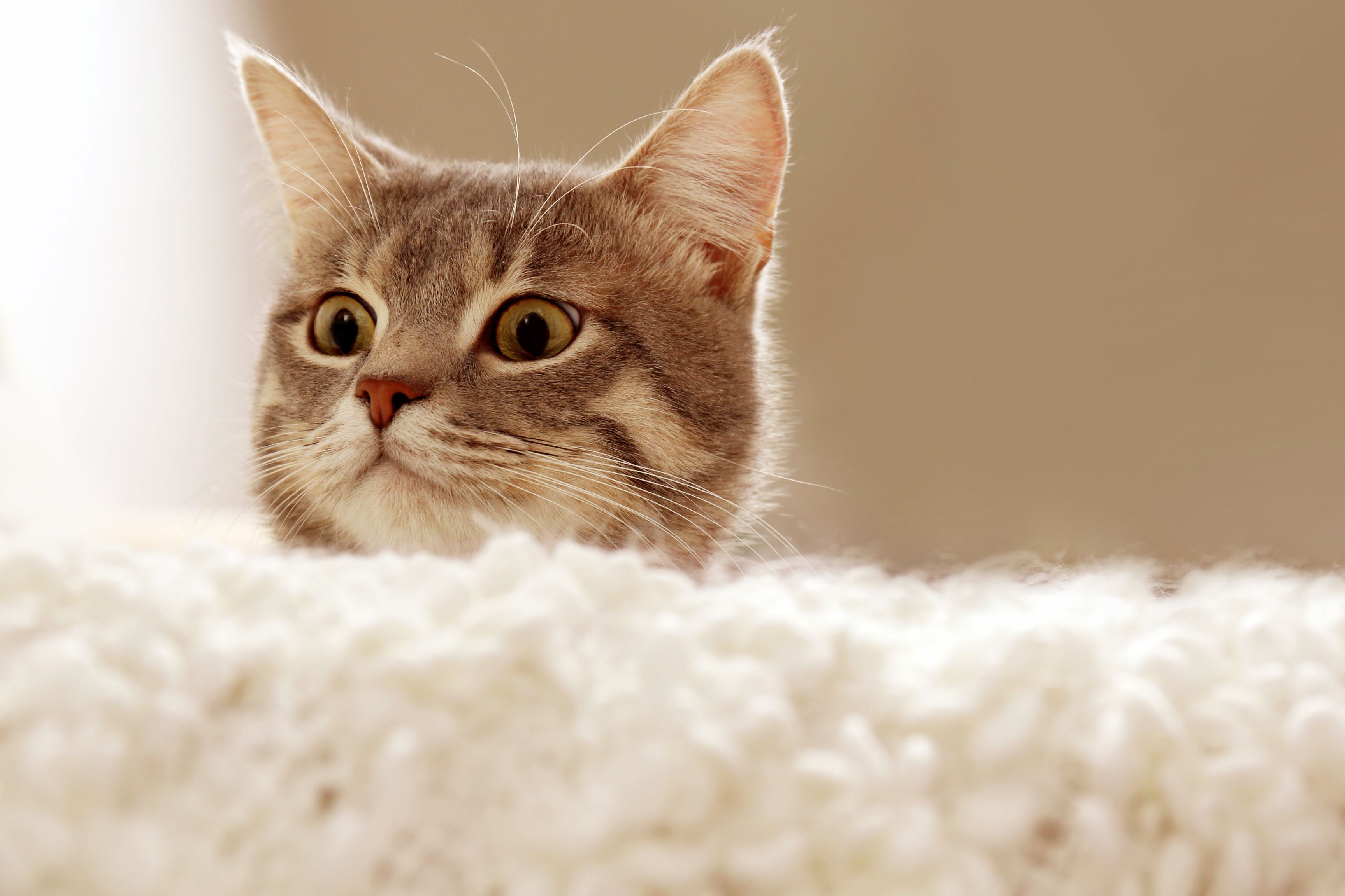 Seasonal Health Concerns and Preventive Measures for Your Cat