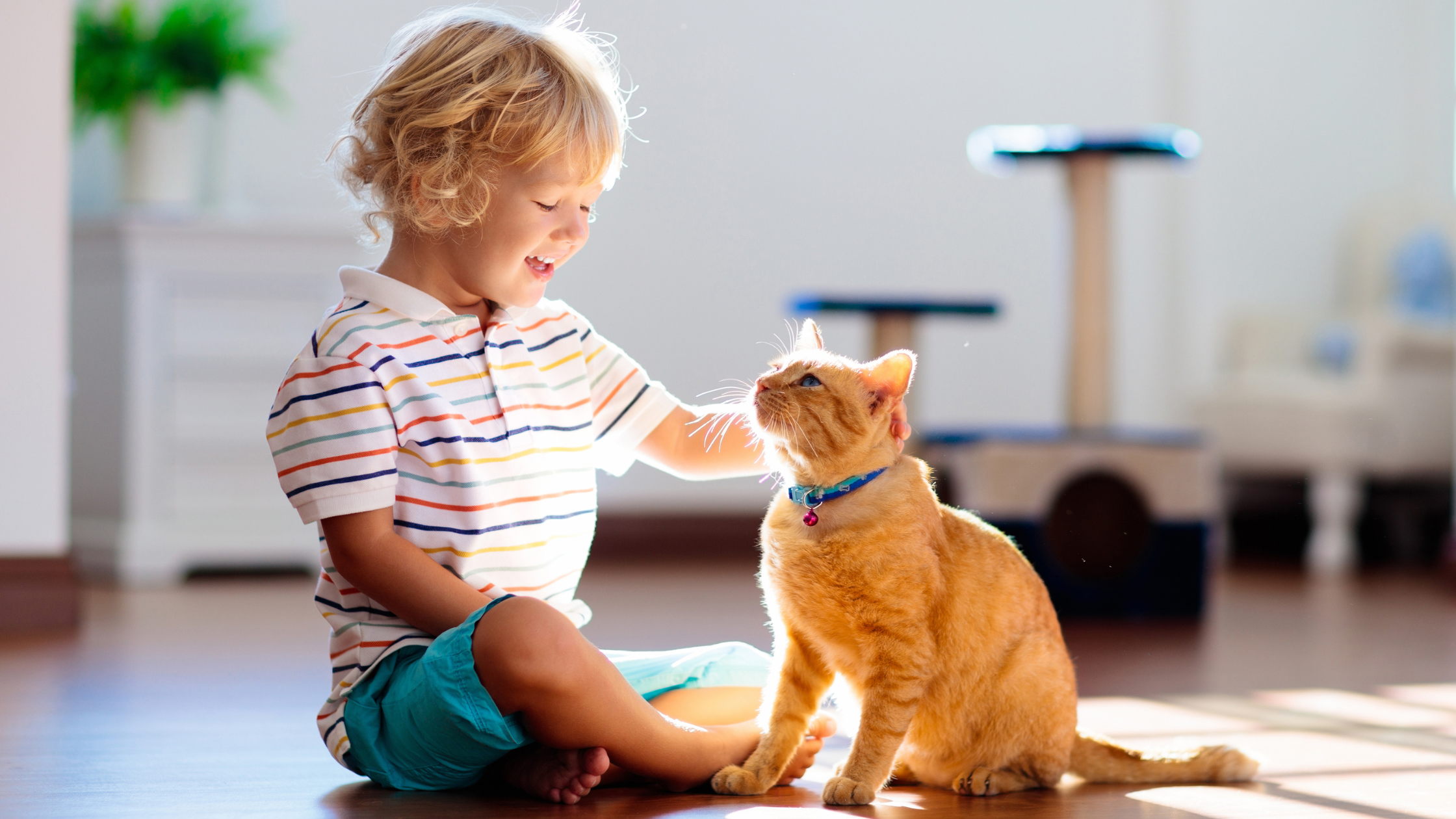 Una niña tocando suavemente la cabeza de un gato pelirrojo.