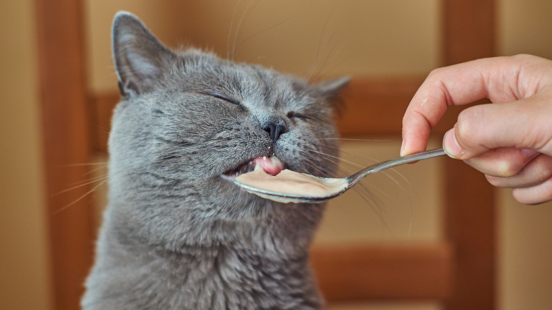 Some Potential Risks of Feeding Cats Peanut Butter