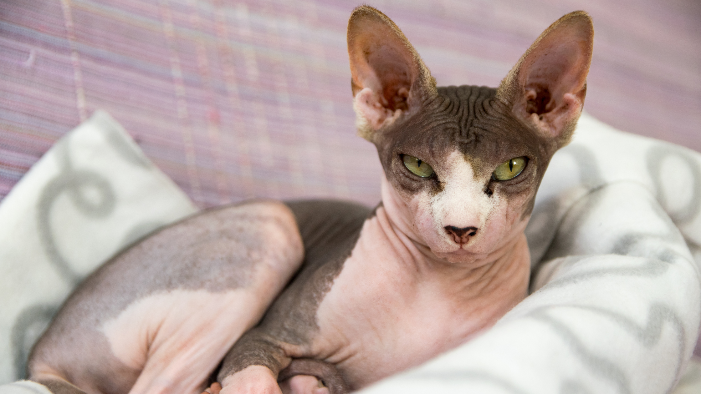 sphynx cat