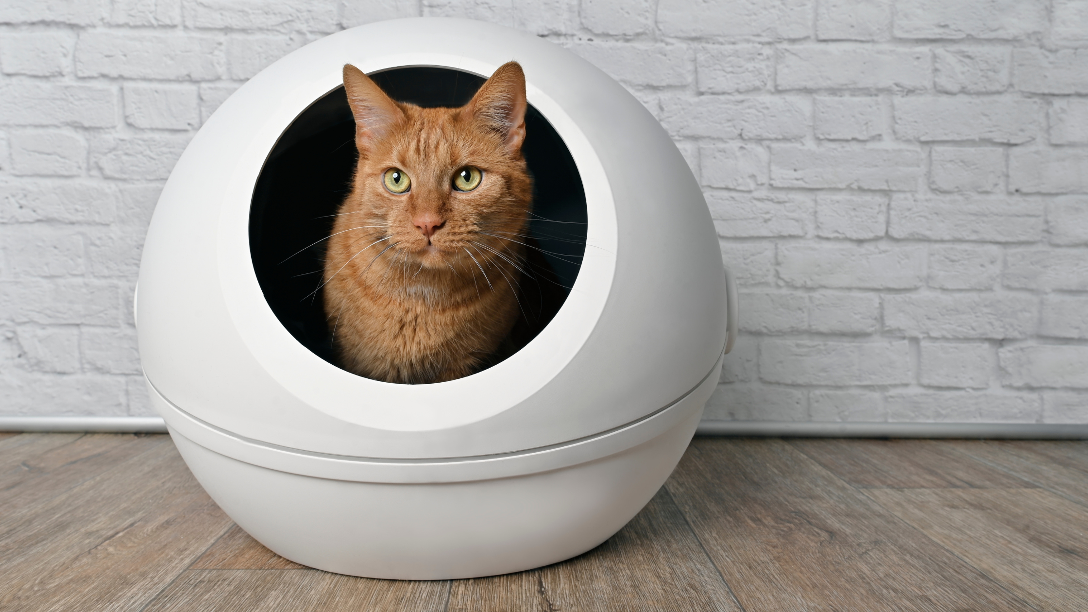 stay away from self-cleaning litter boxes