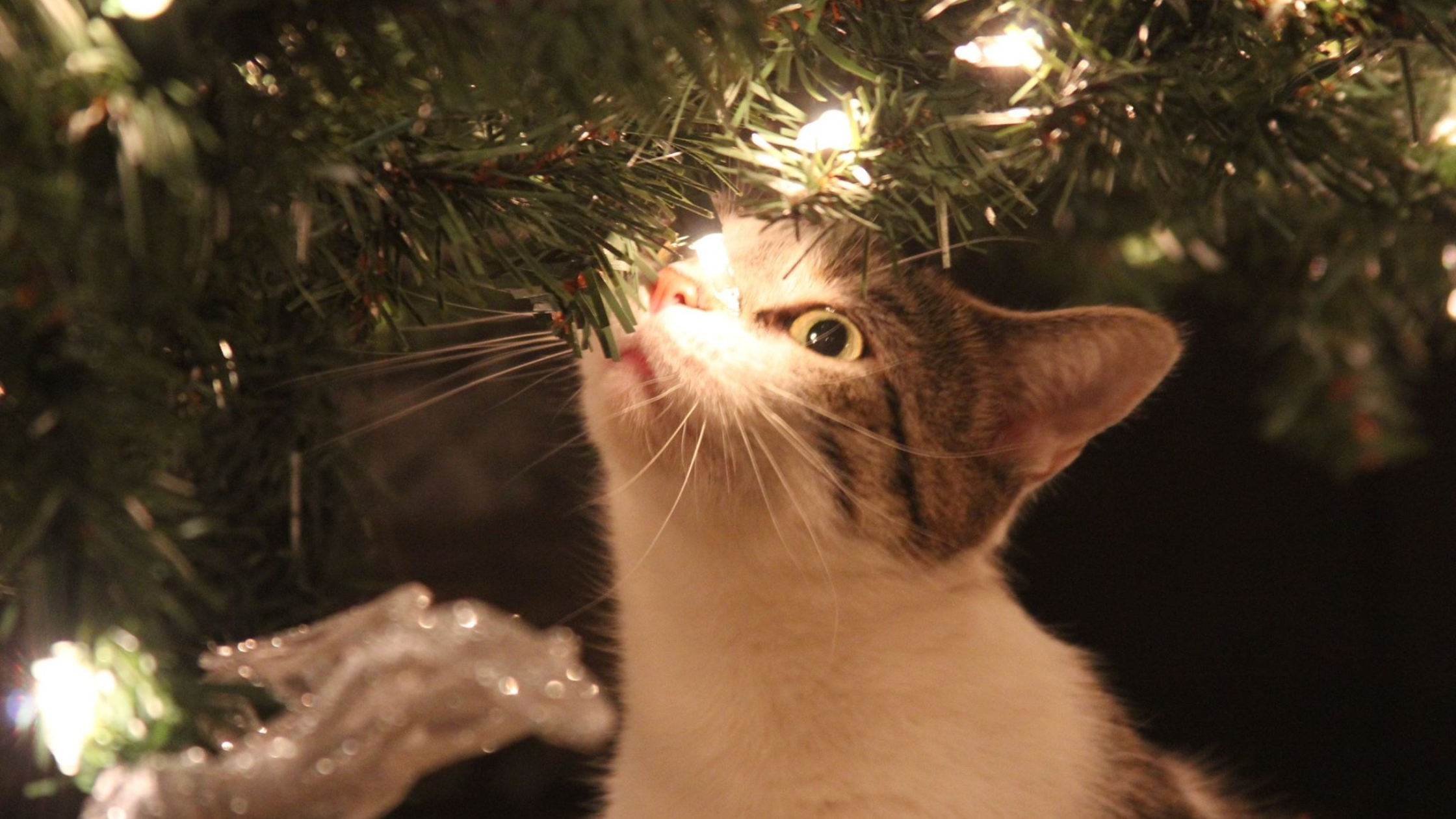 cat looking up on a christmas tree with its face illuminated by christmas lights