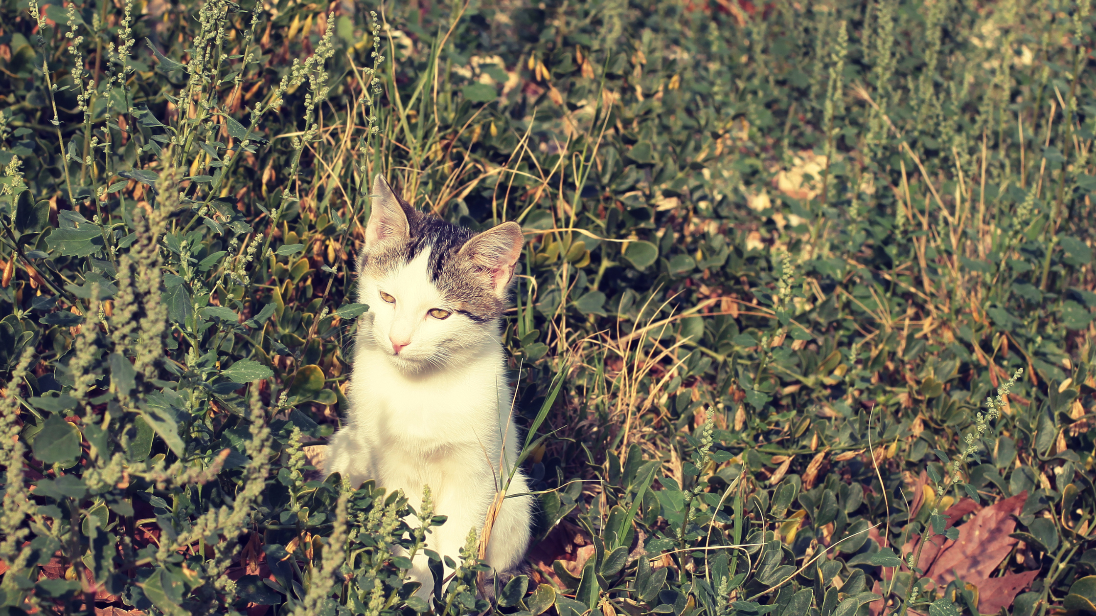 a cat in the middle of meadow