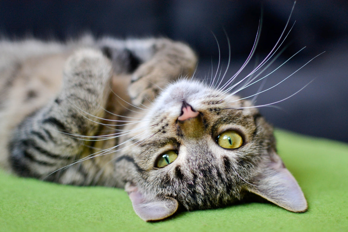 tabby cat on its back winking on the camera