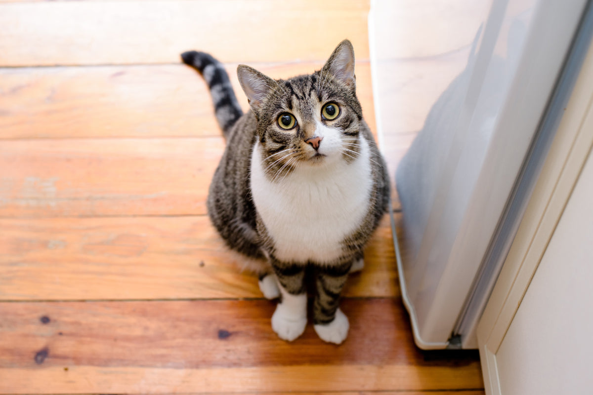 a mackerel tabby cat looking at the camera