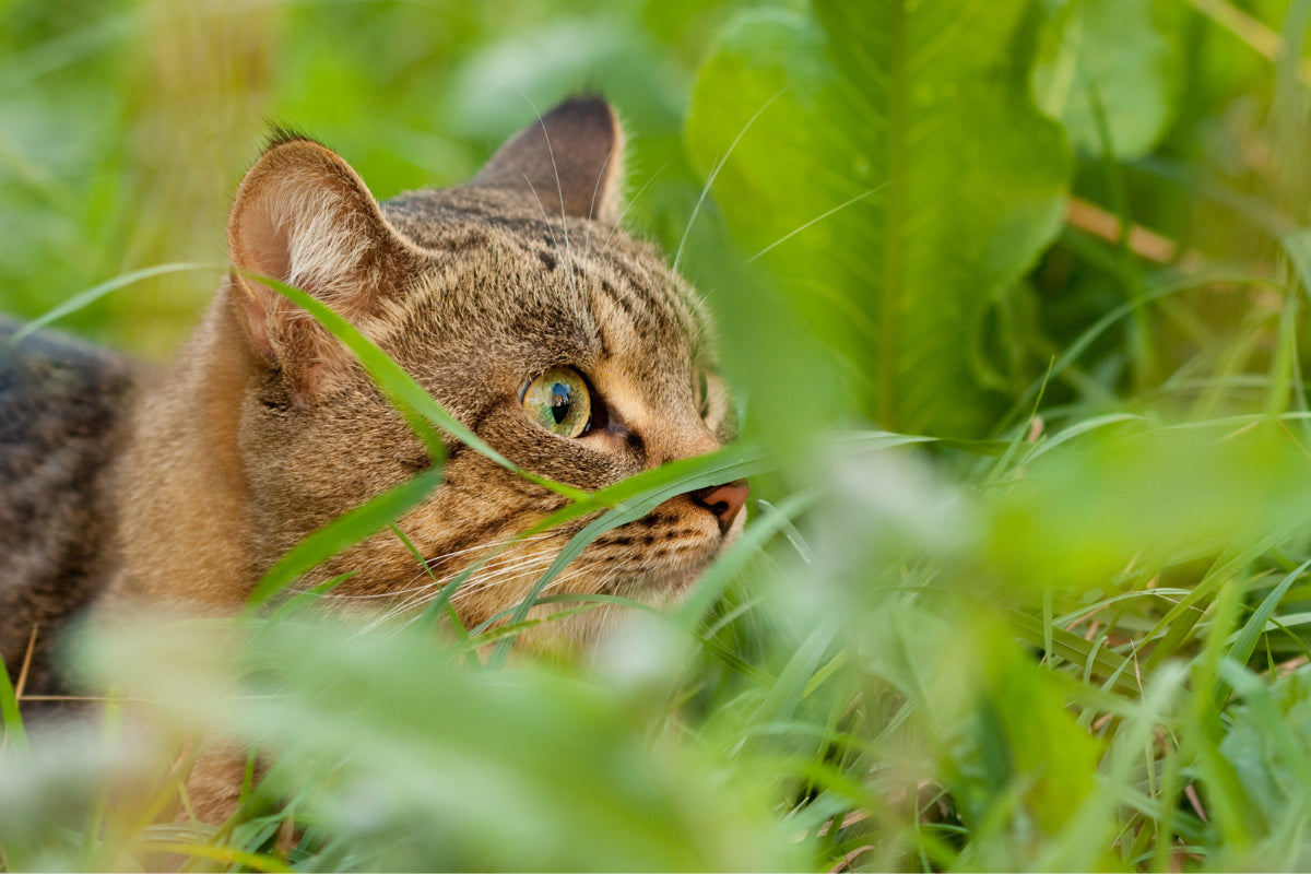 tabby cat camouflaging behind foliage