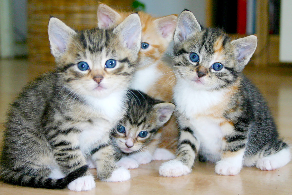 a group of tabby kittens with different coat colors