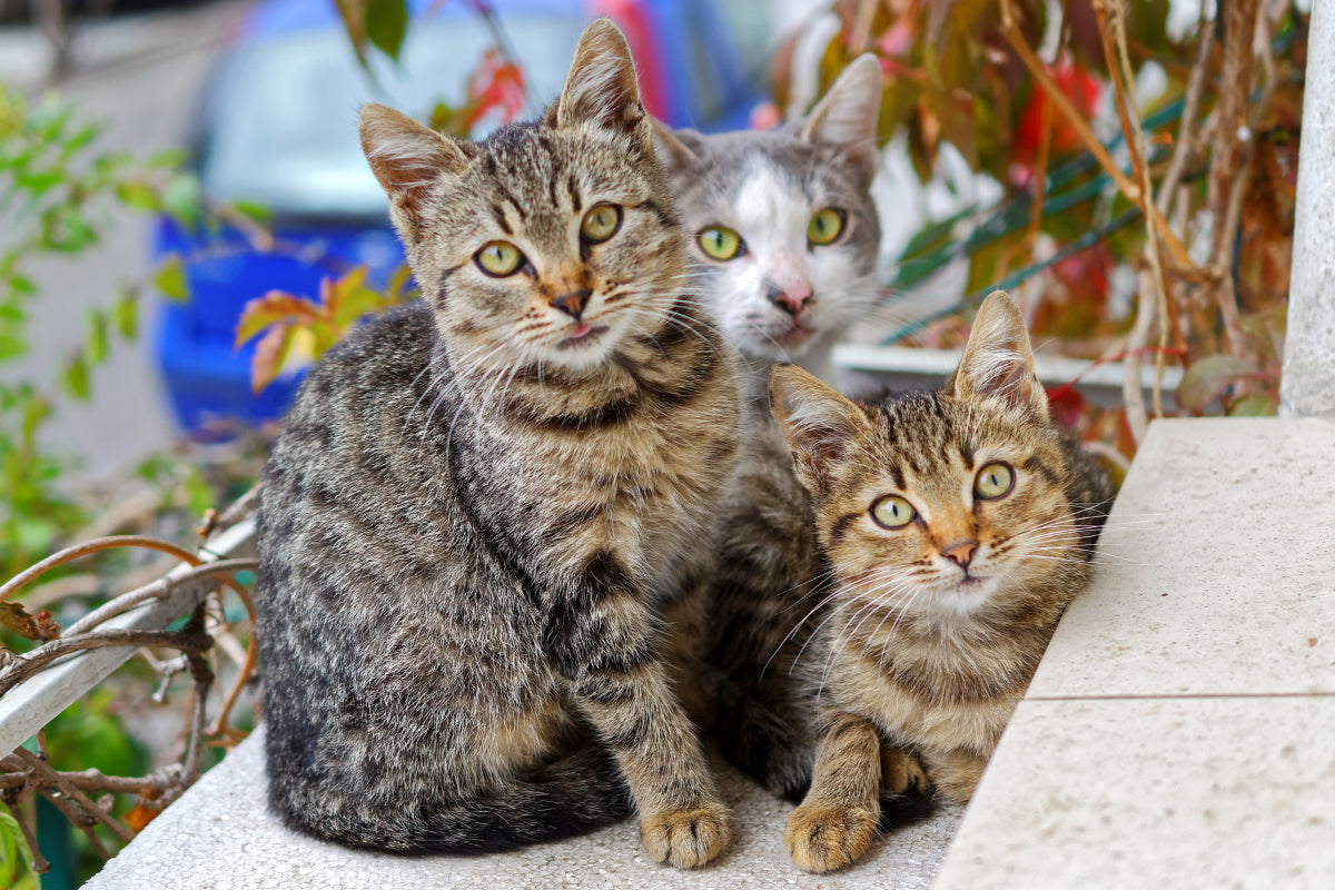 three cats looking at the camera