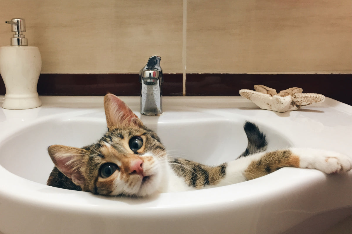 a tabby cat lying down on a sink