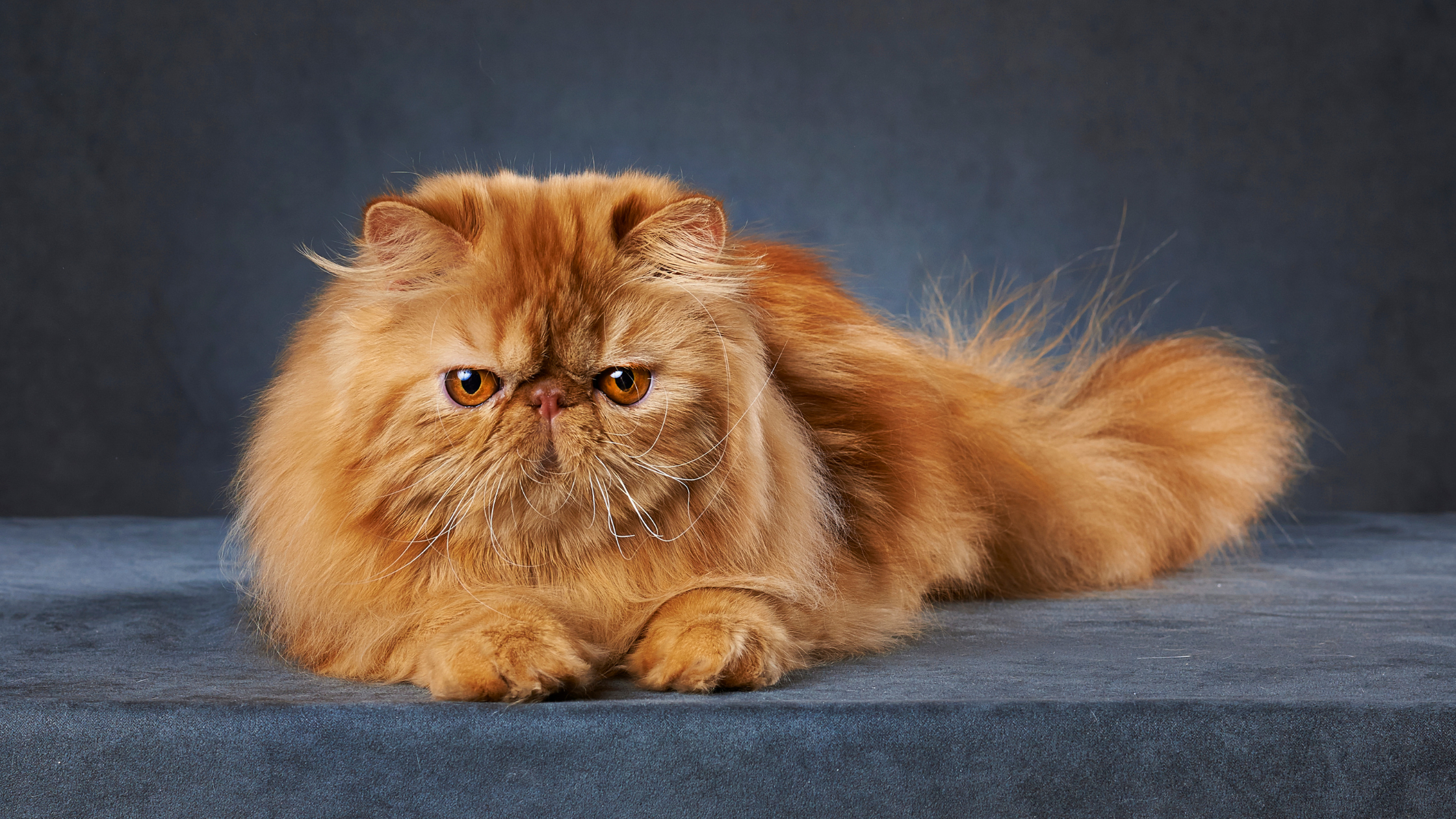 Порода кошек с рыжей шерстью. Перс экзот длинношерстный. Экзот длинношерстный рыжий. Длинношёрстная Персидская кошка рыжий. Кот Гарфилд порода кота.