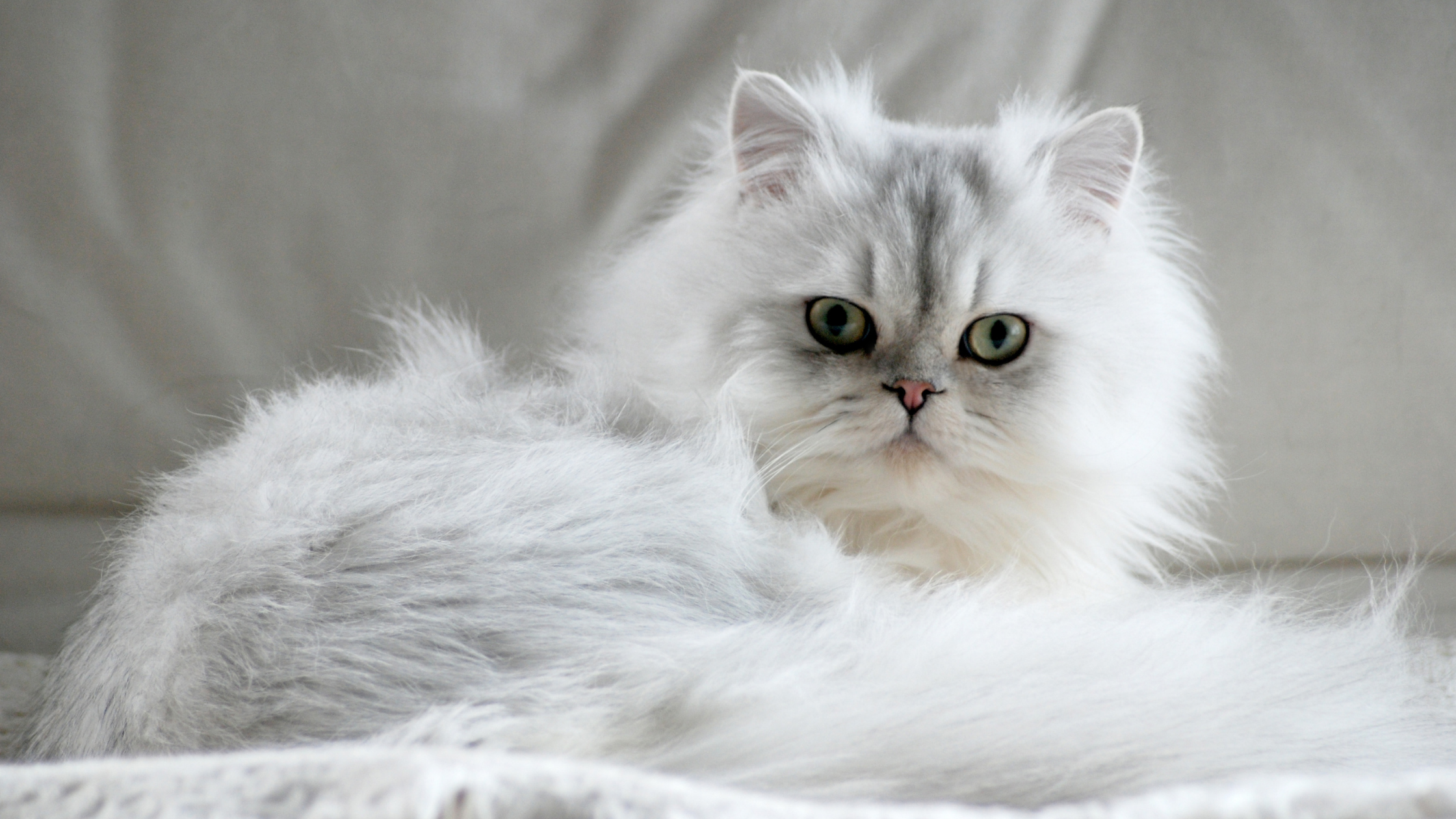 The Feline Fanciers' Association Persian Cat Color Divisions