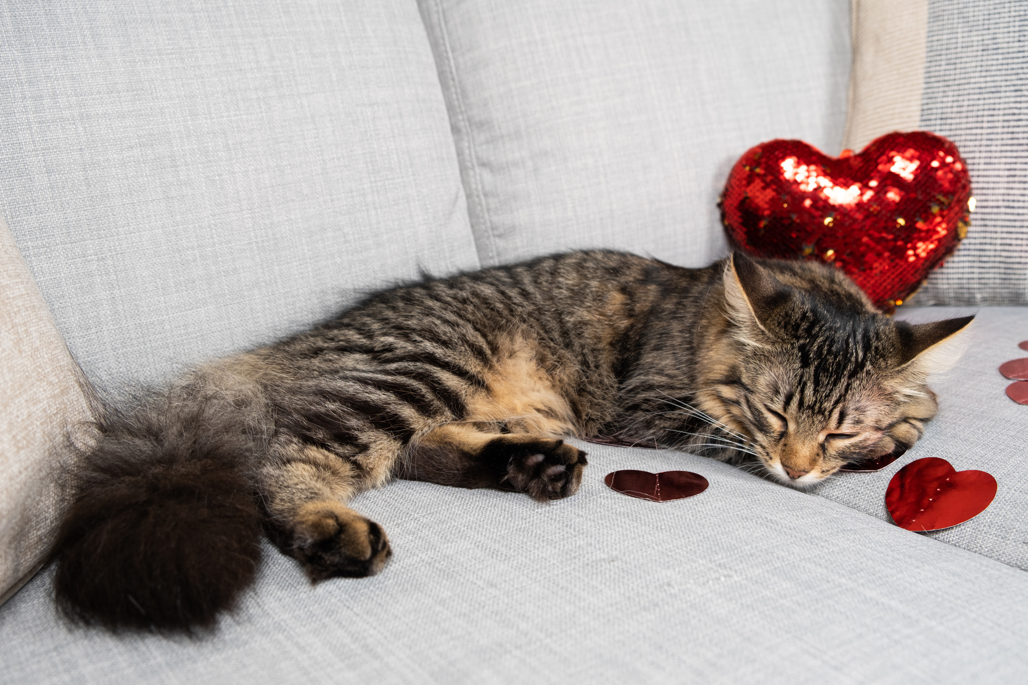 a cat sleeping on a couch with valentine hearts