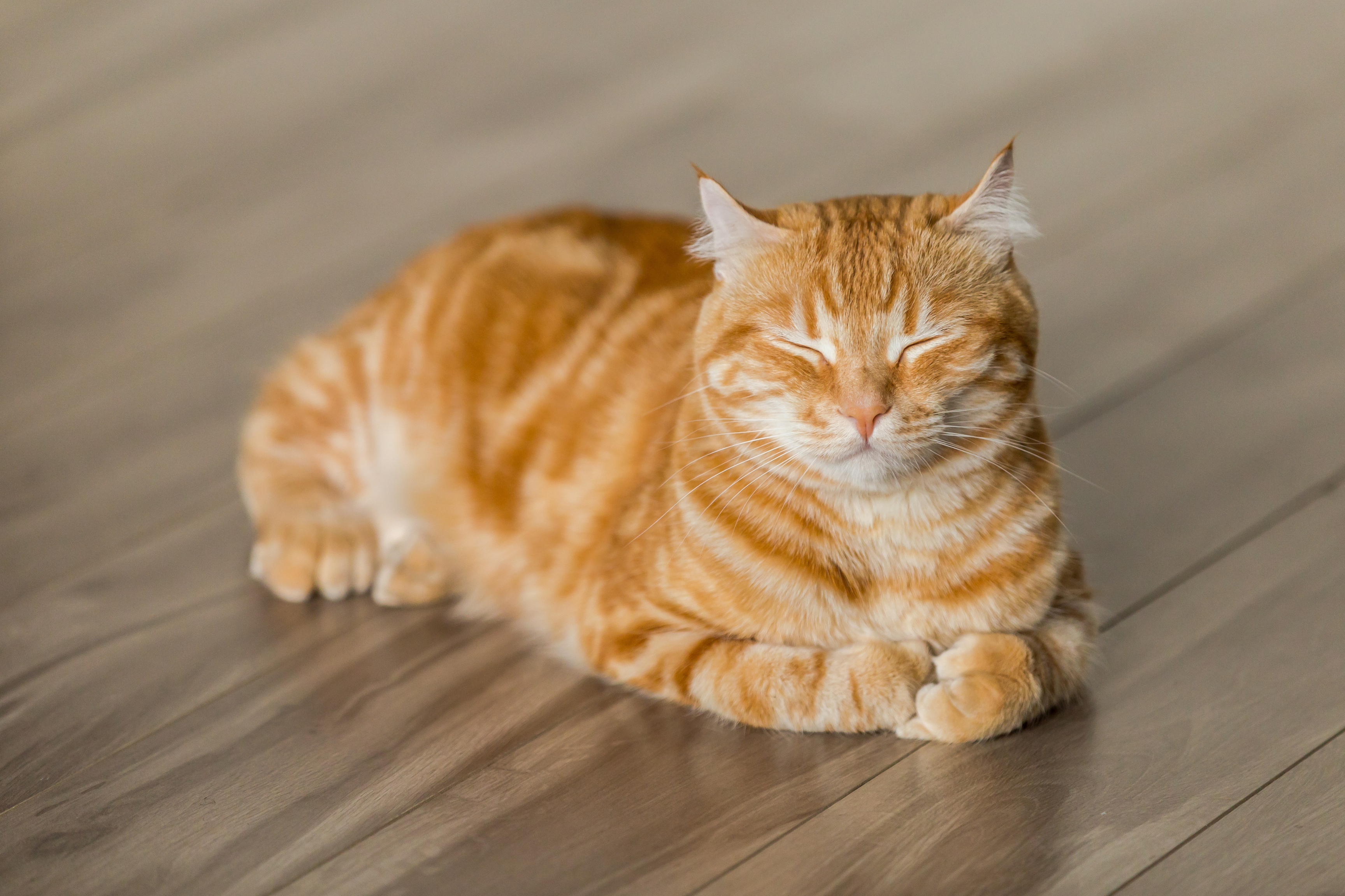 an orange tabby cat sitting on a wooden floor