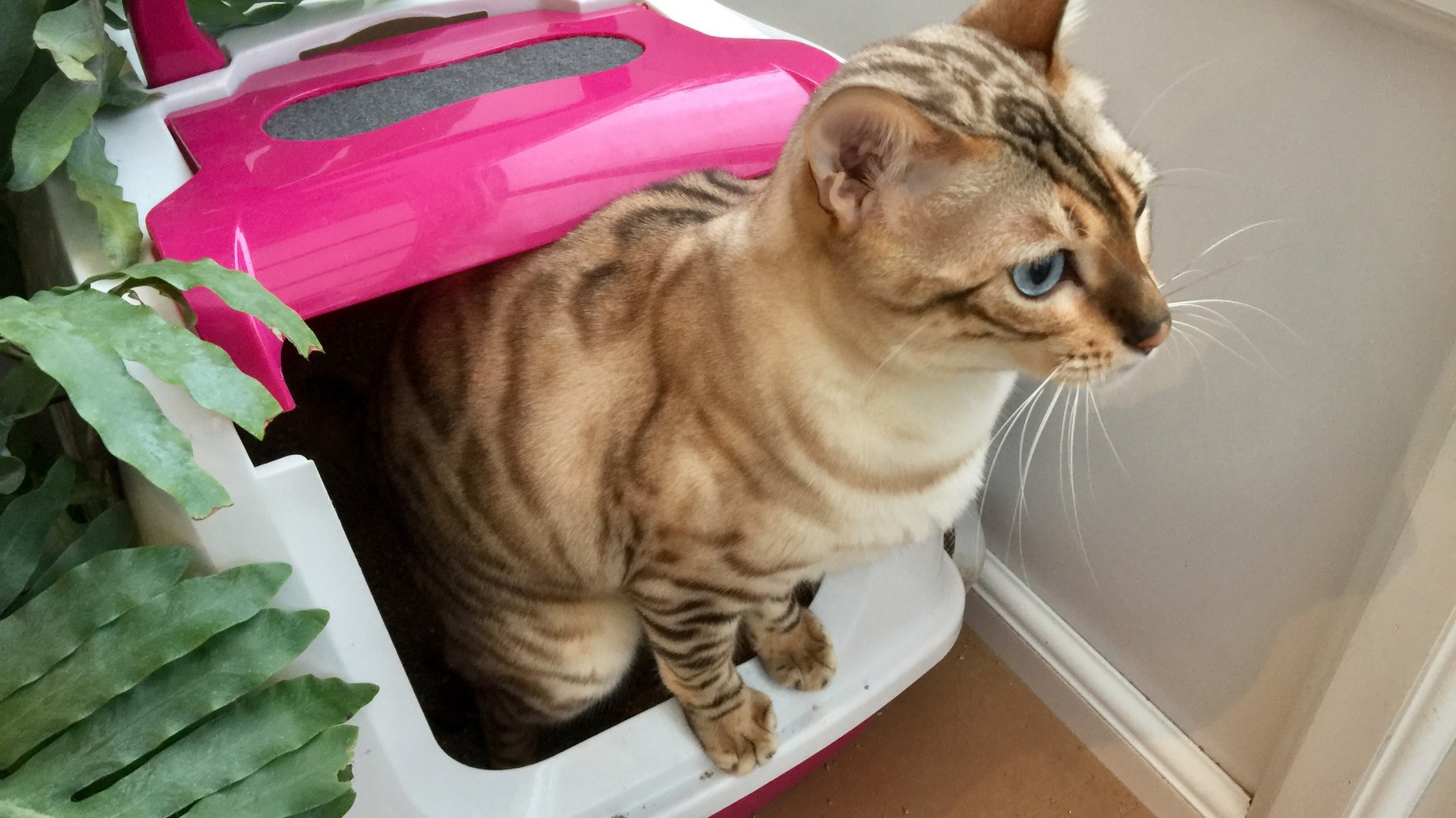 ginger cat peeking out in a pink litter box with a plant on the side