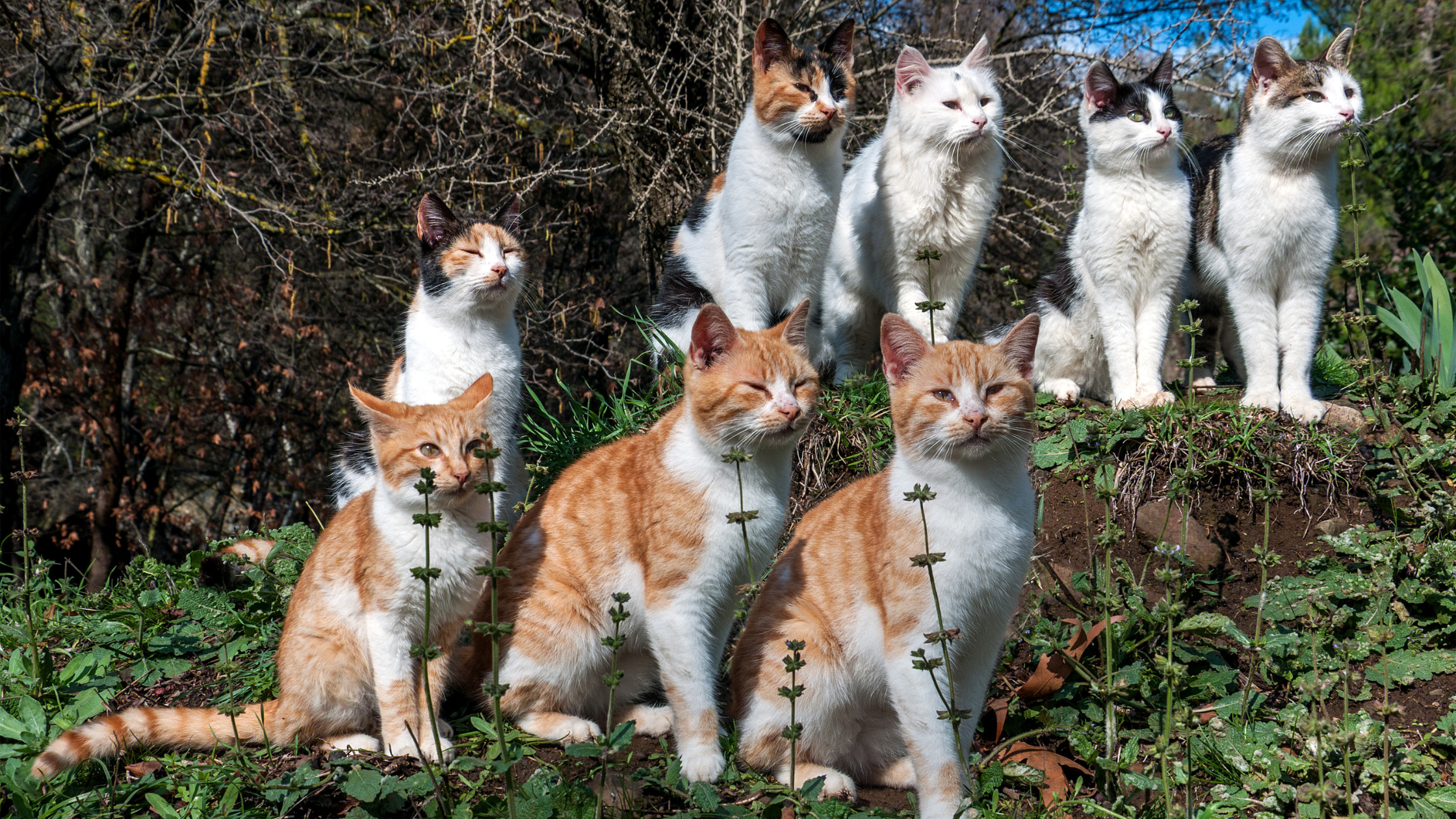 There Are Lots Of Shelter Cats to Choose From!